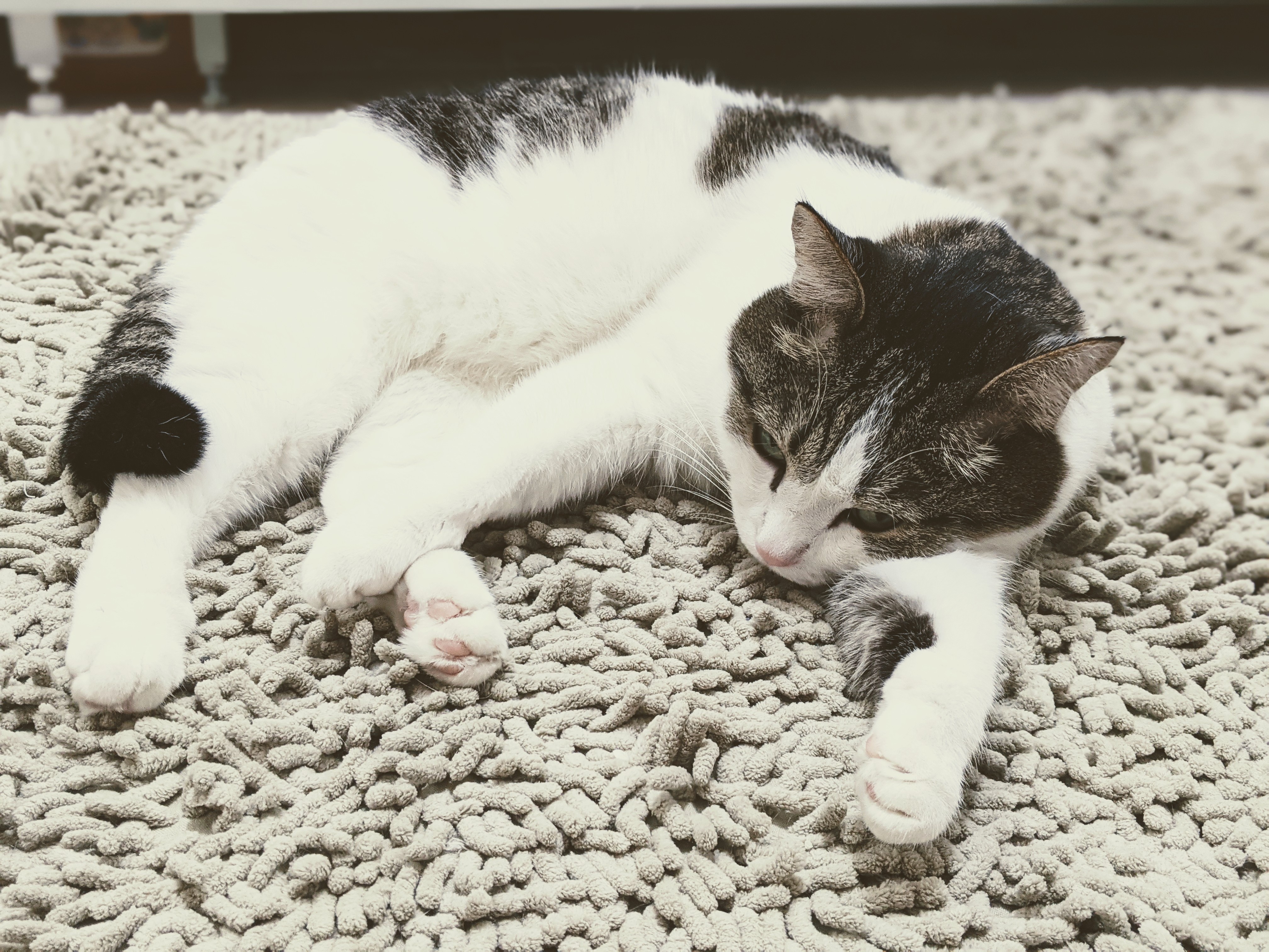 Cat 4K HD Wallpaper