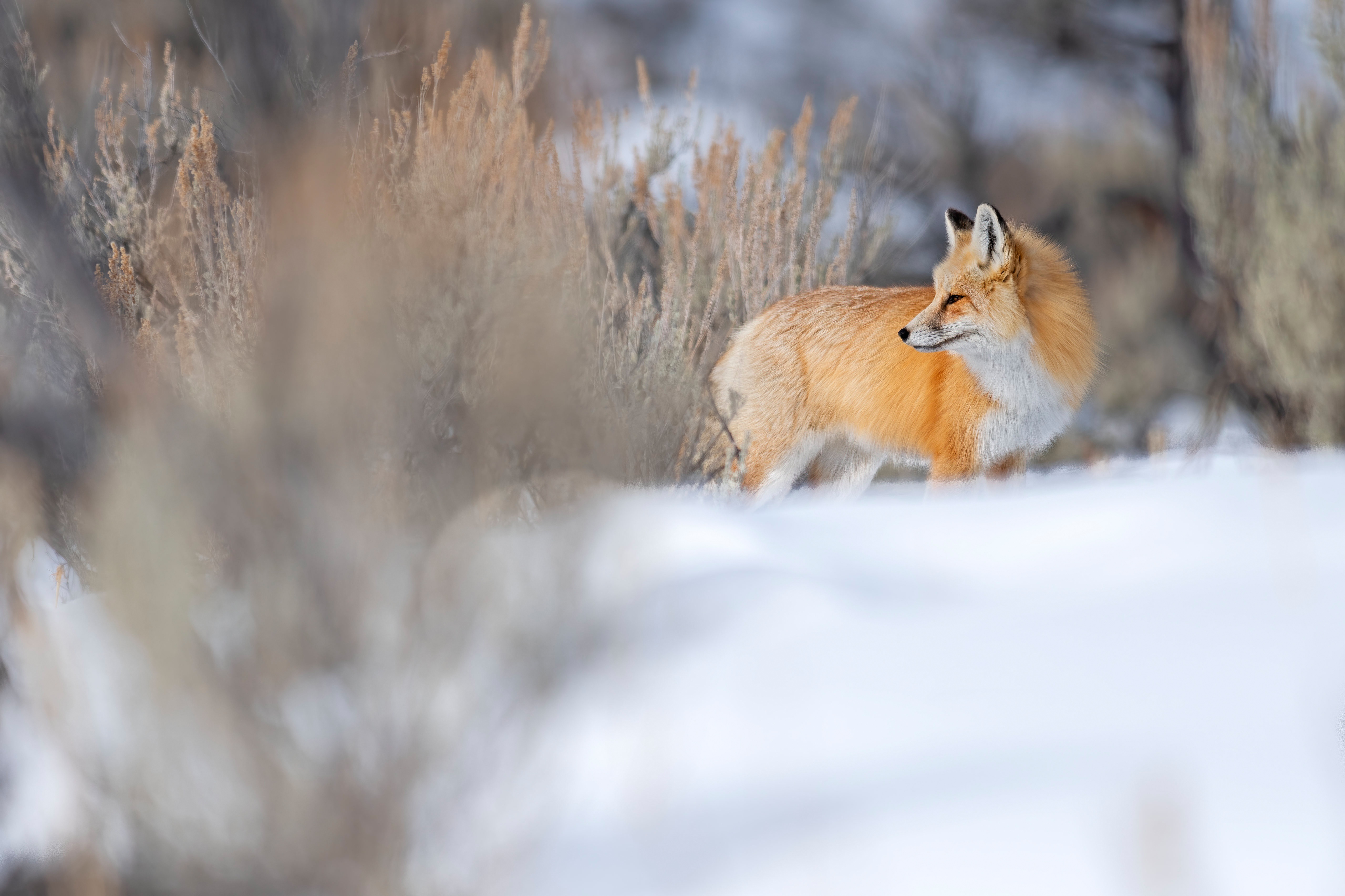 Red Fox in Snowy Landscape HD Wallpaper