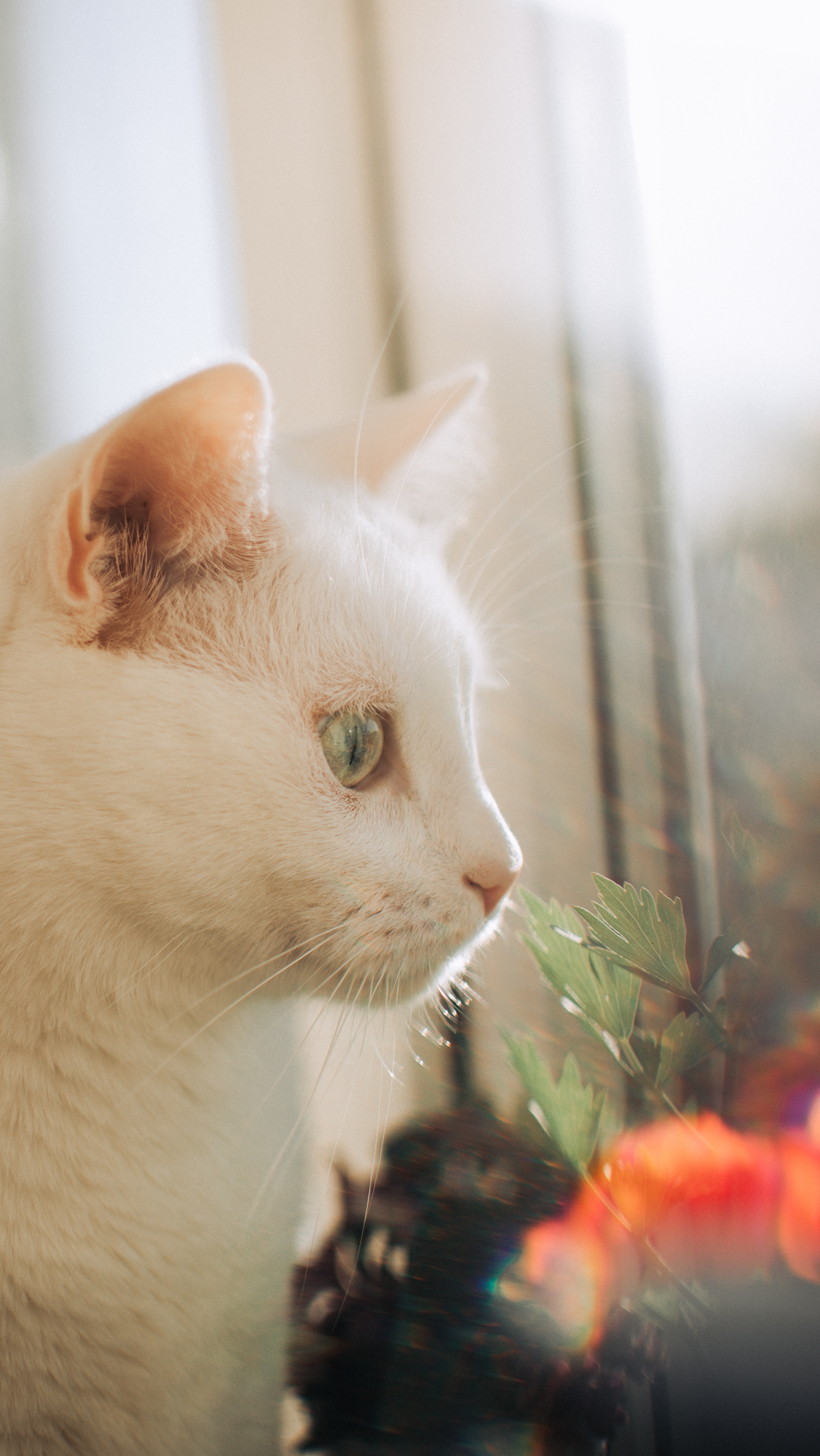 White cat with green eyes looking out a window HD Phone Wallpaper