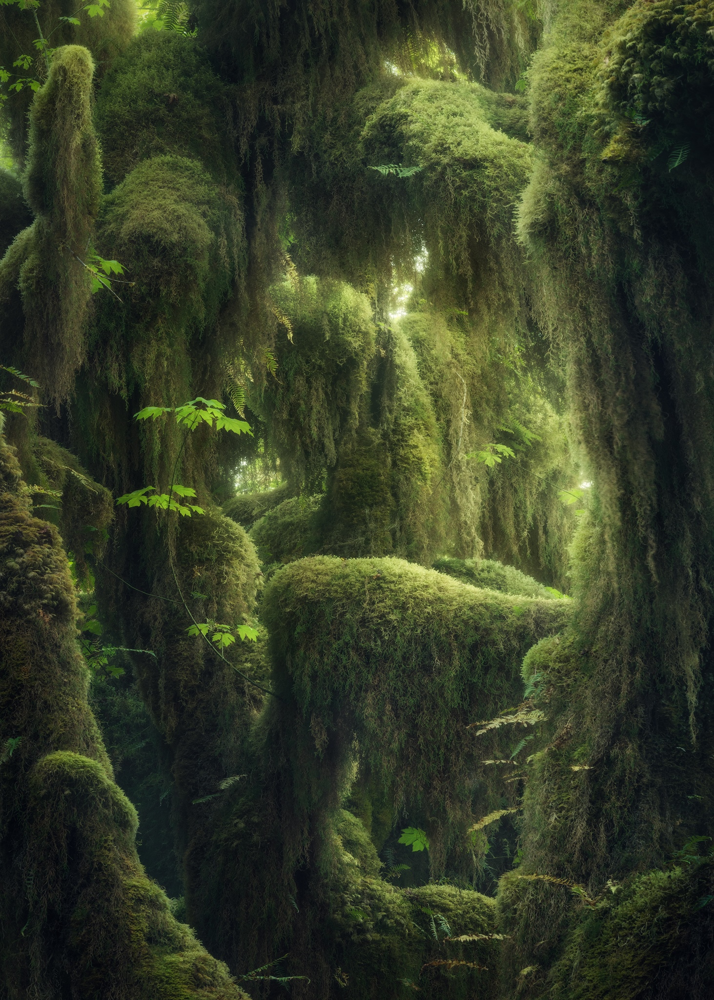 Overgrown mossy trees in a green rainforest HD Phone Wallpaper