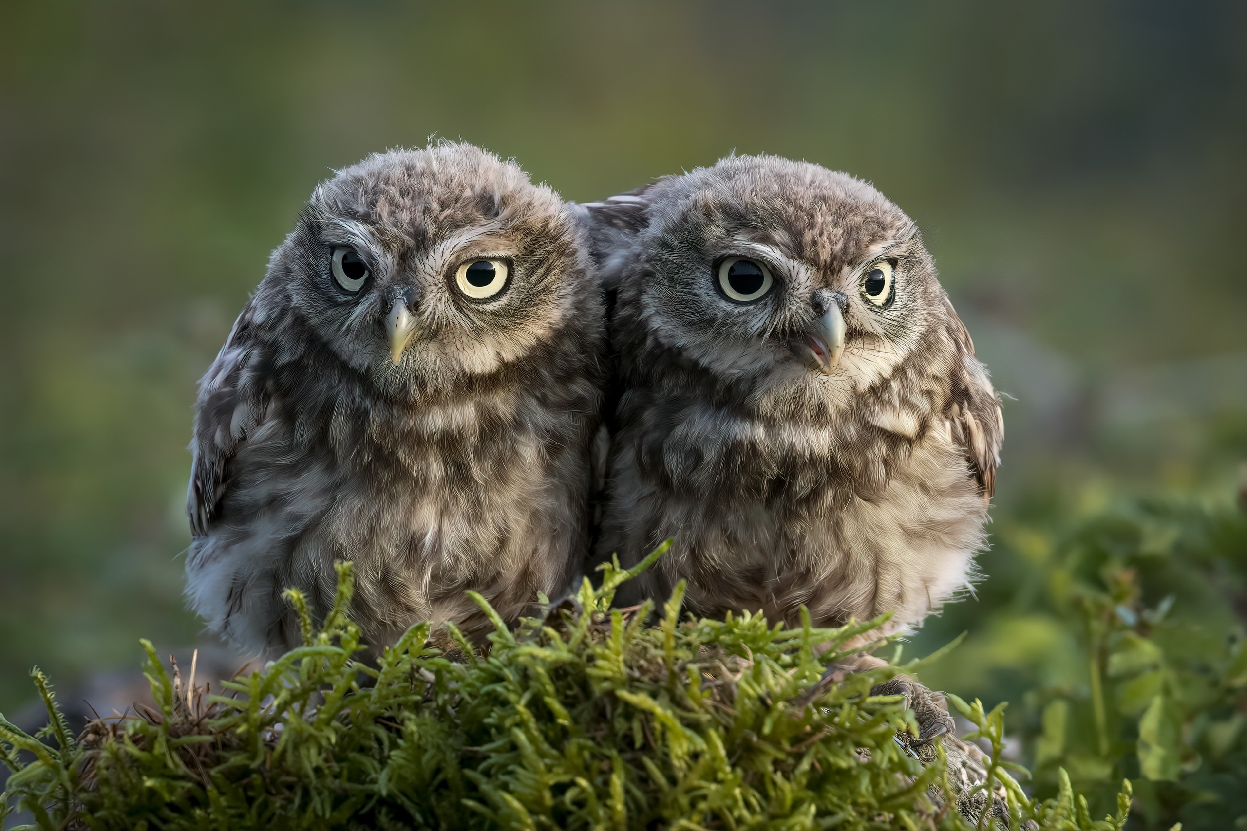Two young owls sitting on mossy ground HD Wallpaper