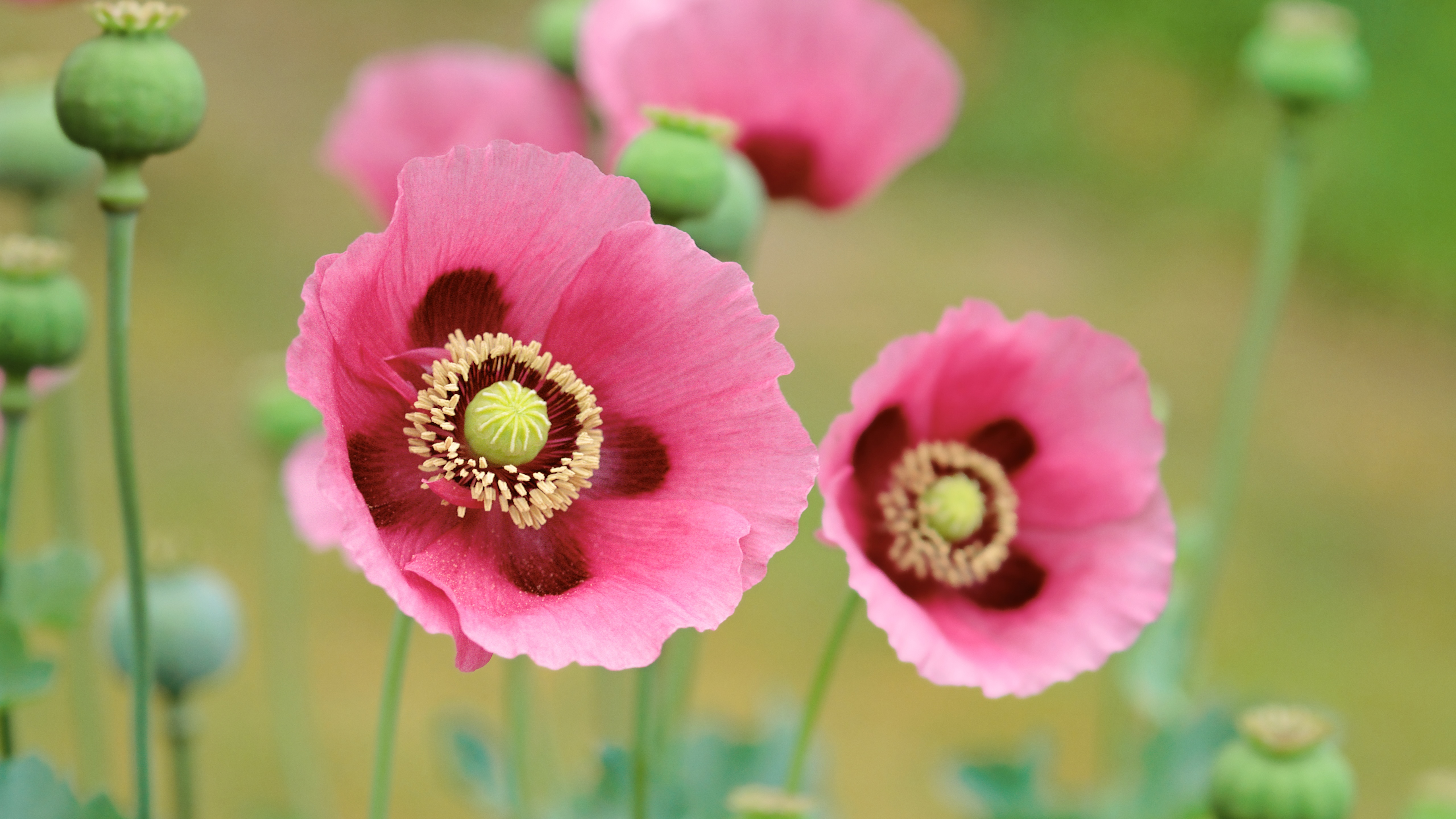 Pink Poppies and Seed Pods in Nature HD Wallpaper