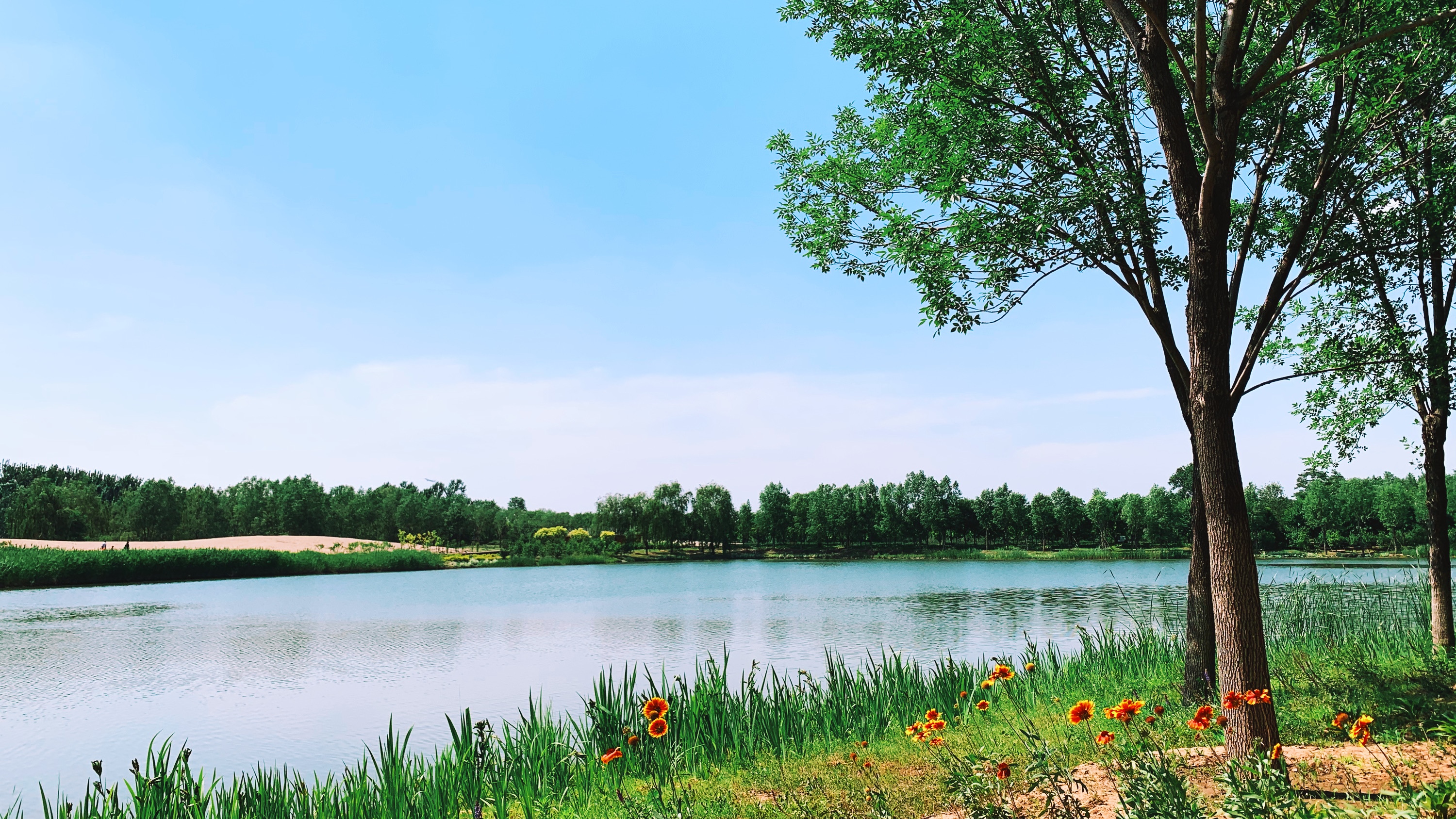 Park lake with trees and flowers HD Wallpaper