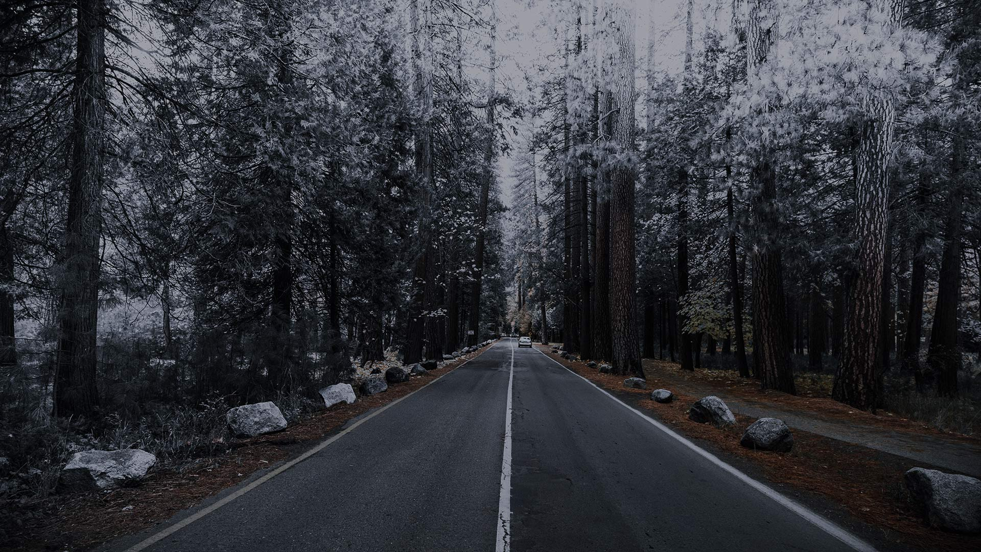 A car drives down a road through a forest in winter. HD Wallpaper