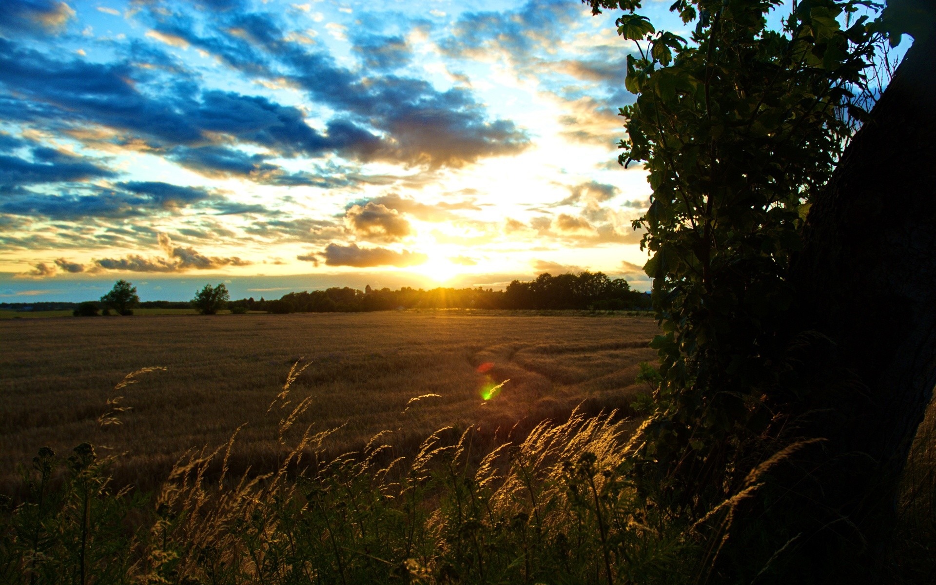 Sunset over a field with dramatic clouds and a tree HD Wallpaper