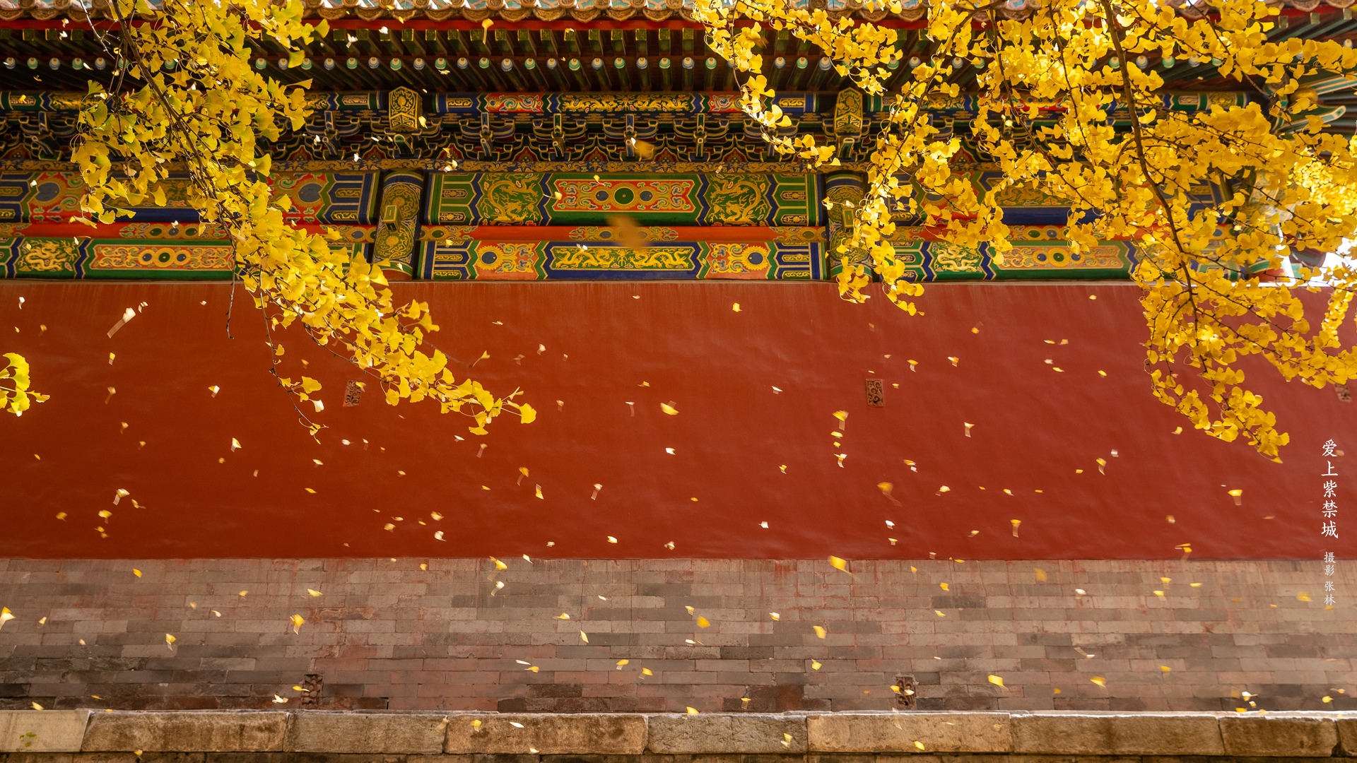 Golden Ginkgo Leaves Fall in front of the Imperial Palace HD Wallpaper
