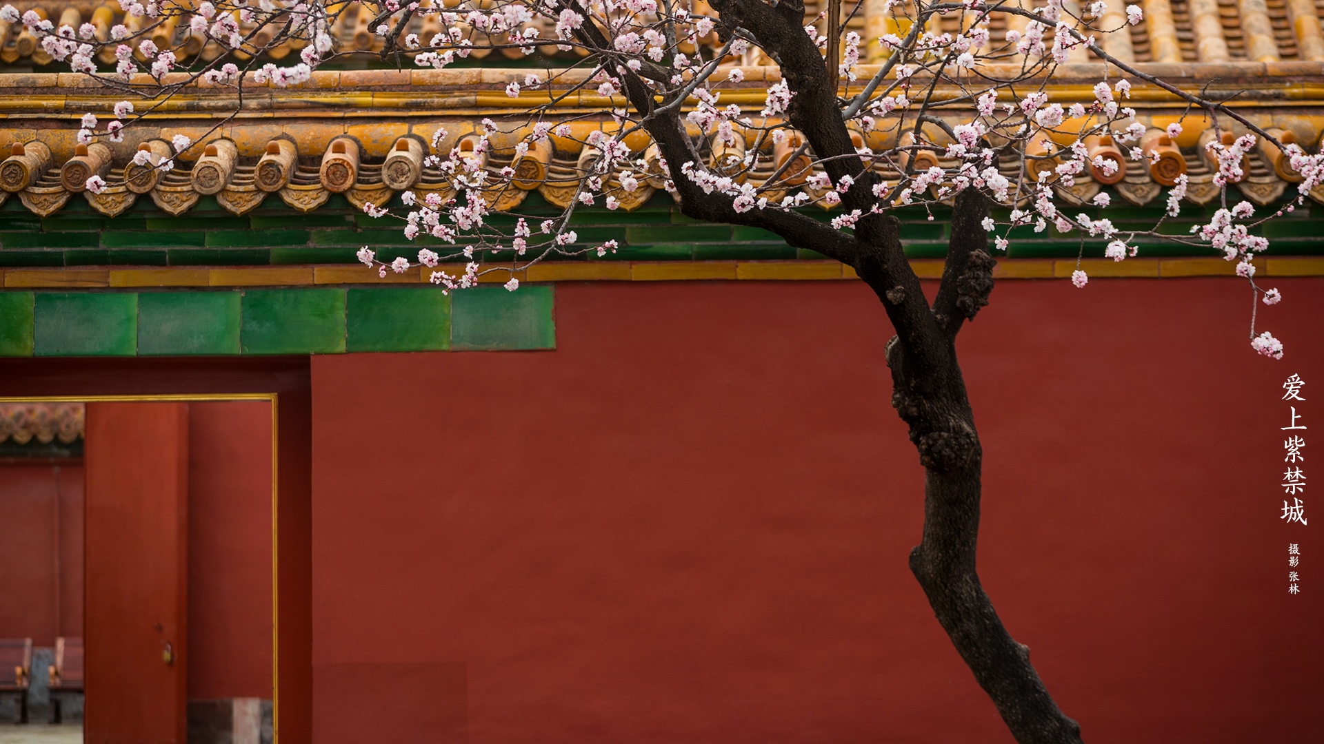 Blossoming tree in front of the Forbidden City wall HD Wallpaper