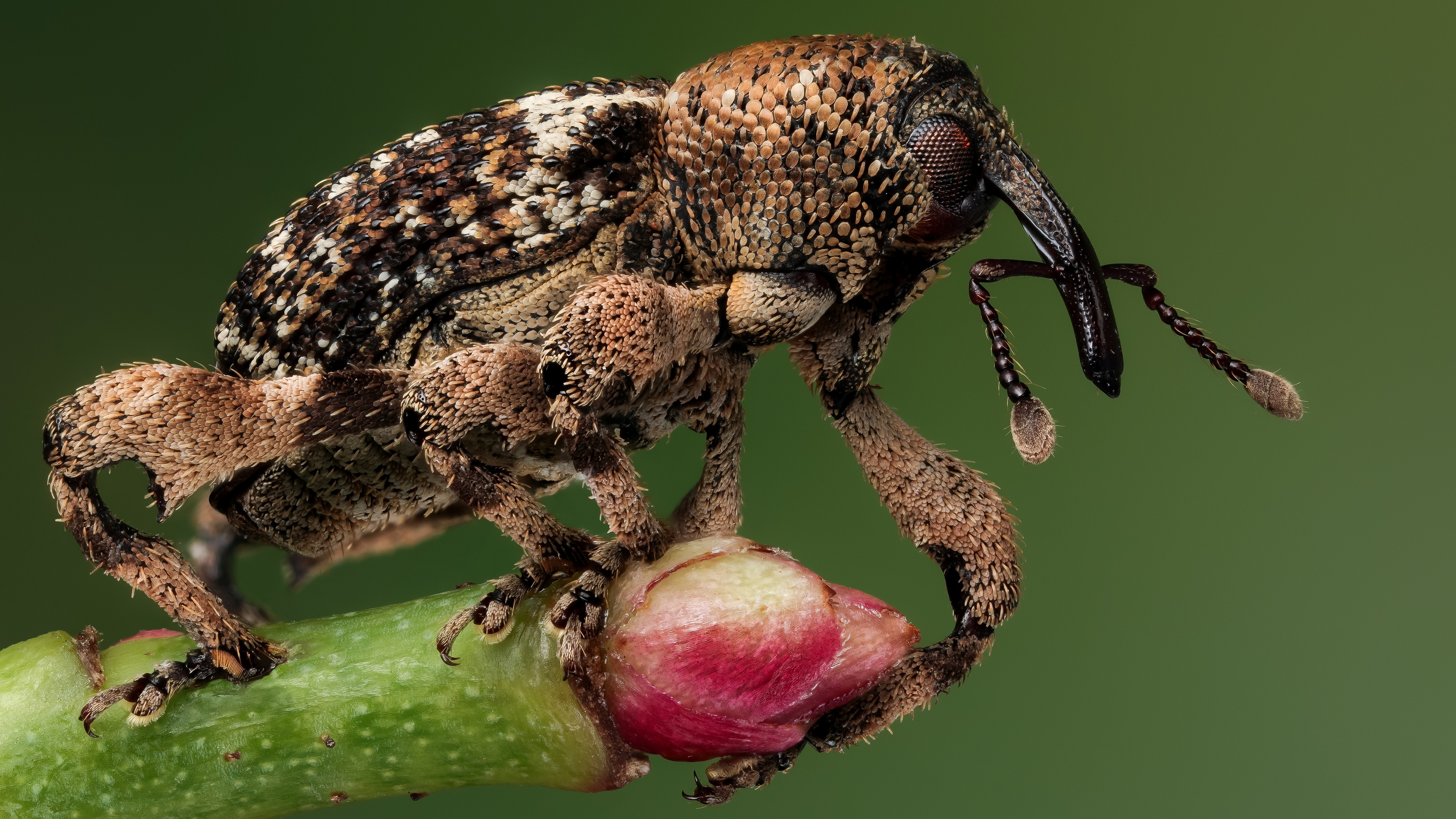 4K Macro of a Weevil Insect on a Plant HD Wallpaper