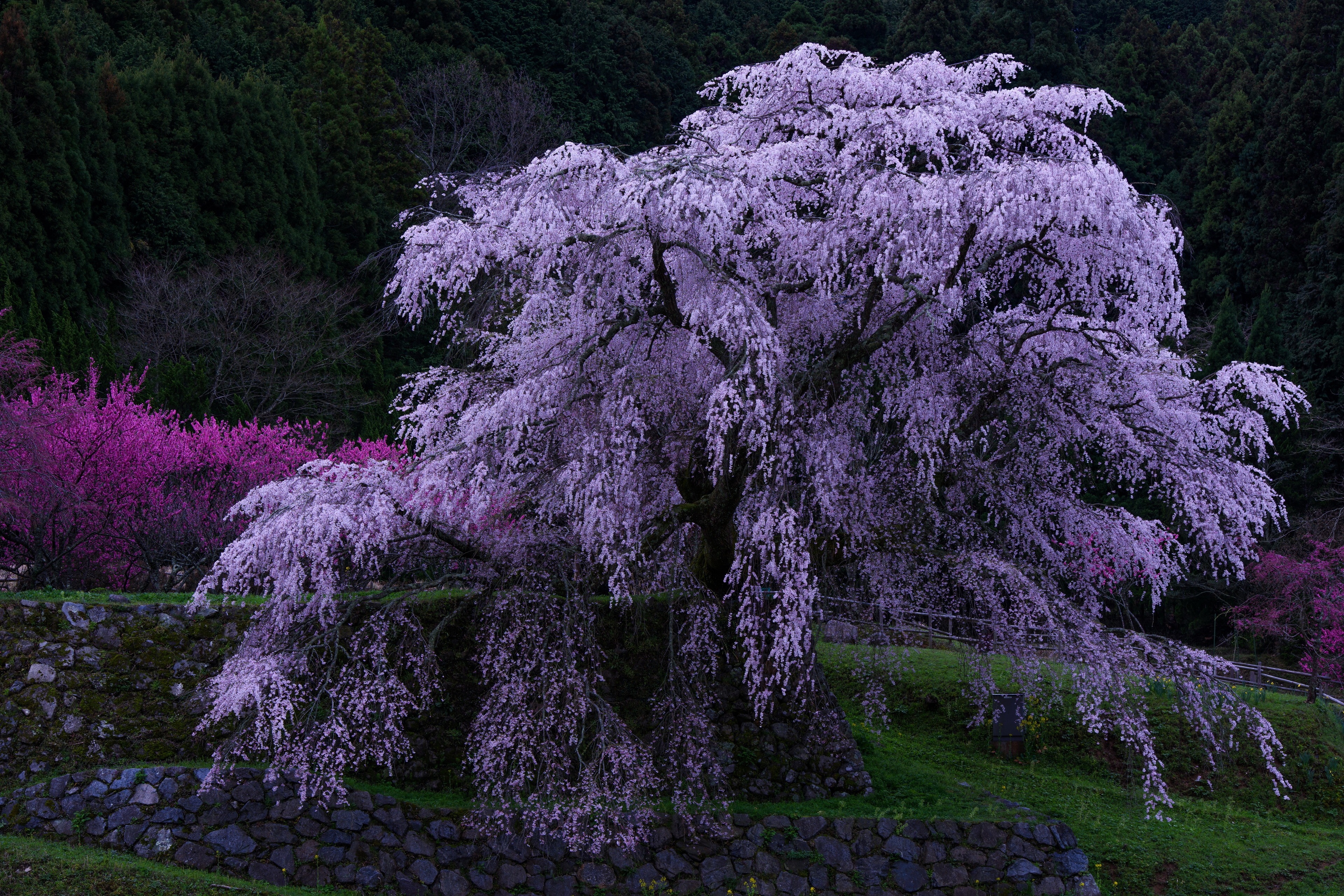 4K Weeping Cherry Blossoms in Spring Garden HD Wallpaper