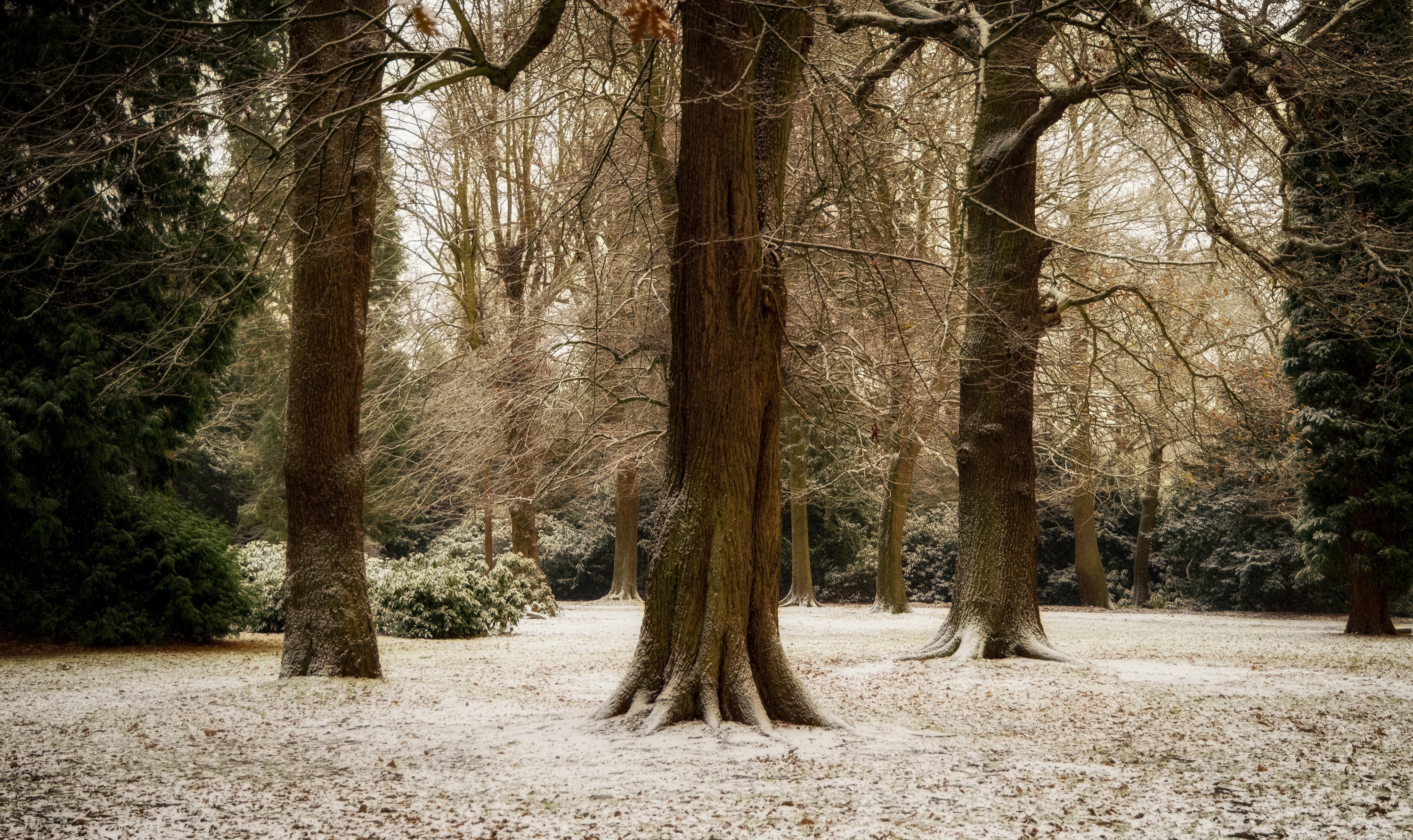 Snowy forest with bare trees and evergreen bushes HD Wallpaper