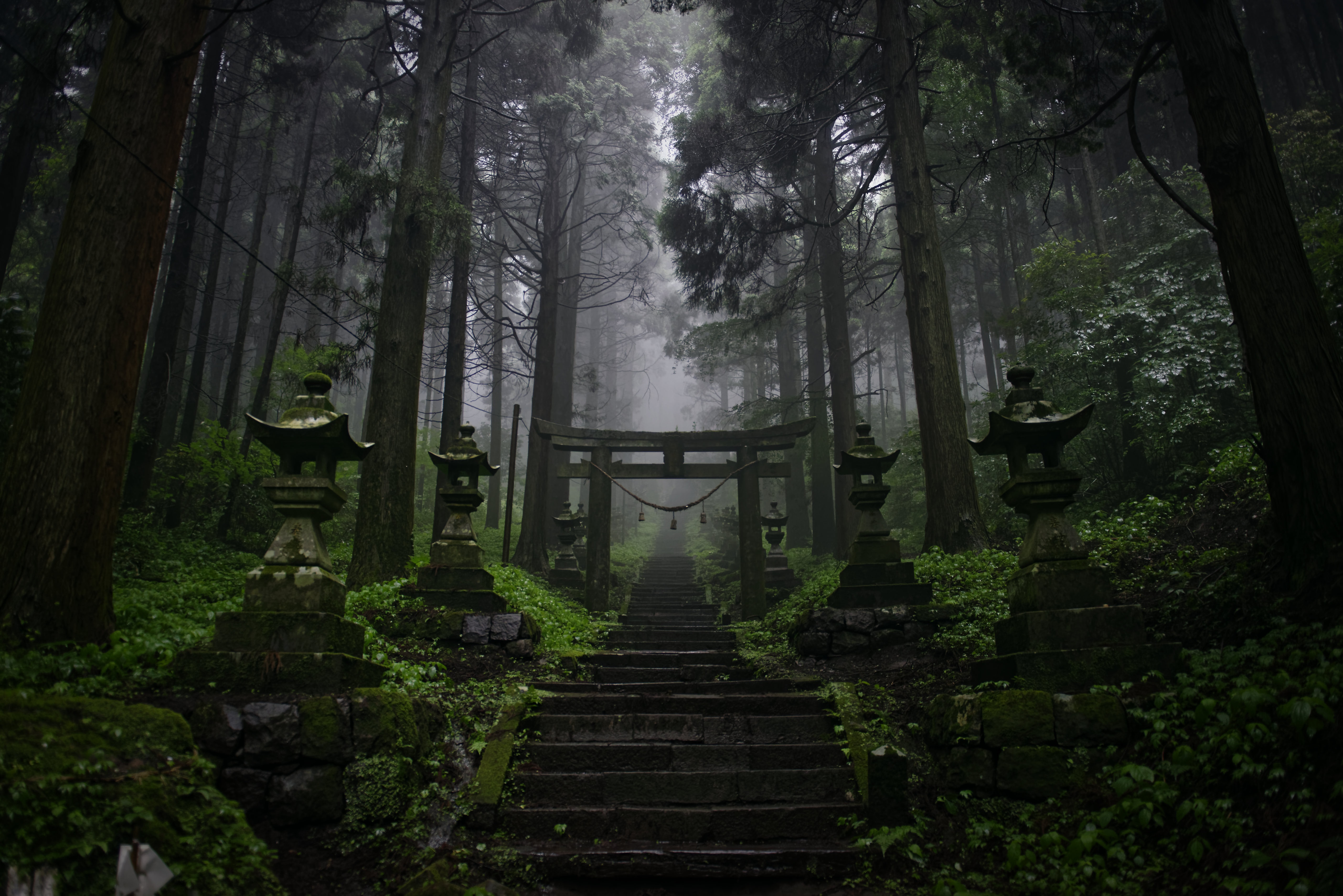 Misty forest with torii gate and stone lanterns HD Wallpaper