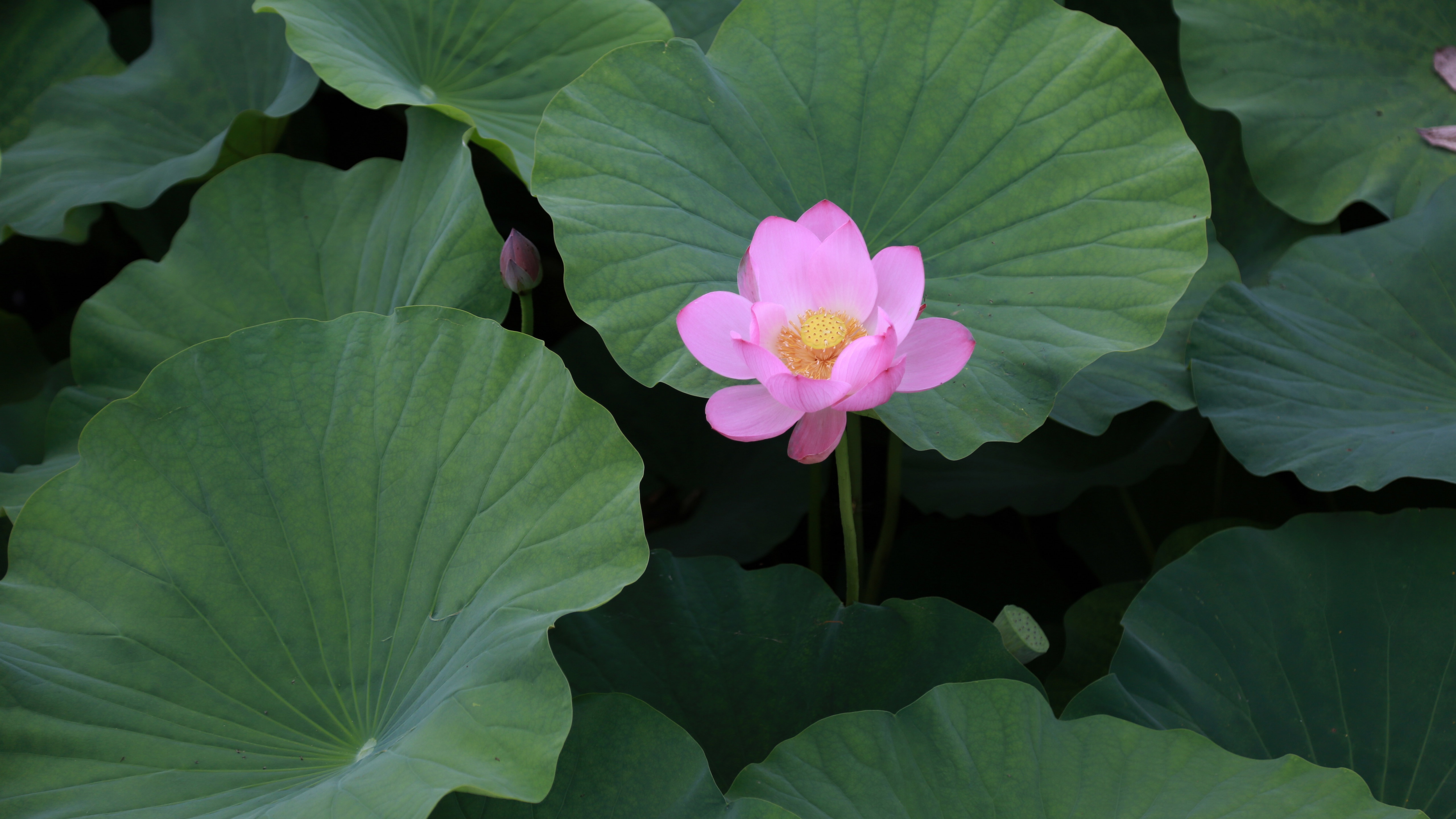 4K pink lotus flower among green leaves HD Wallpaper