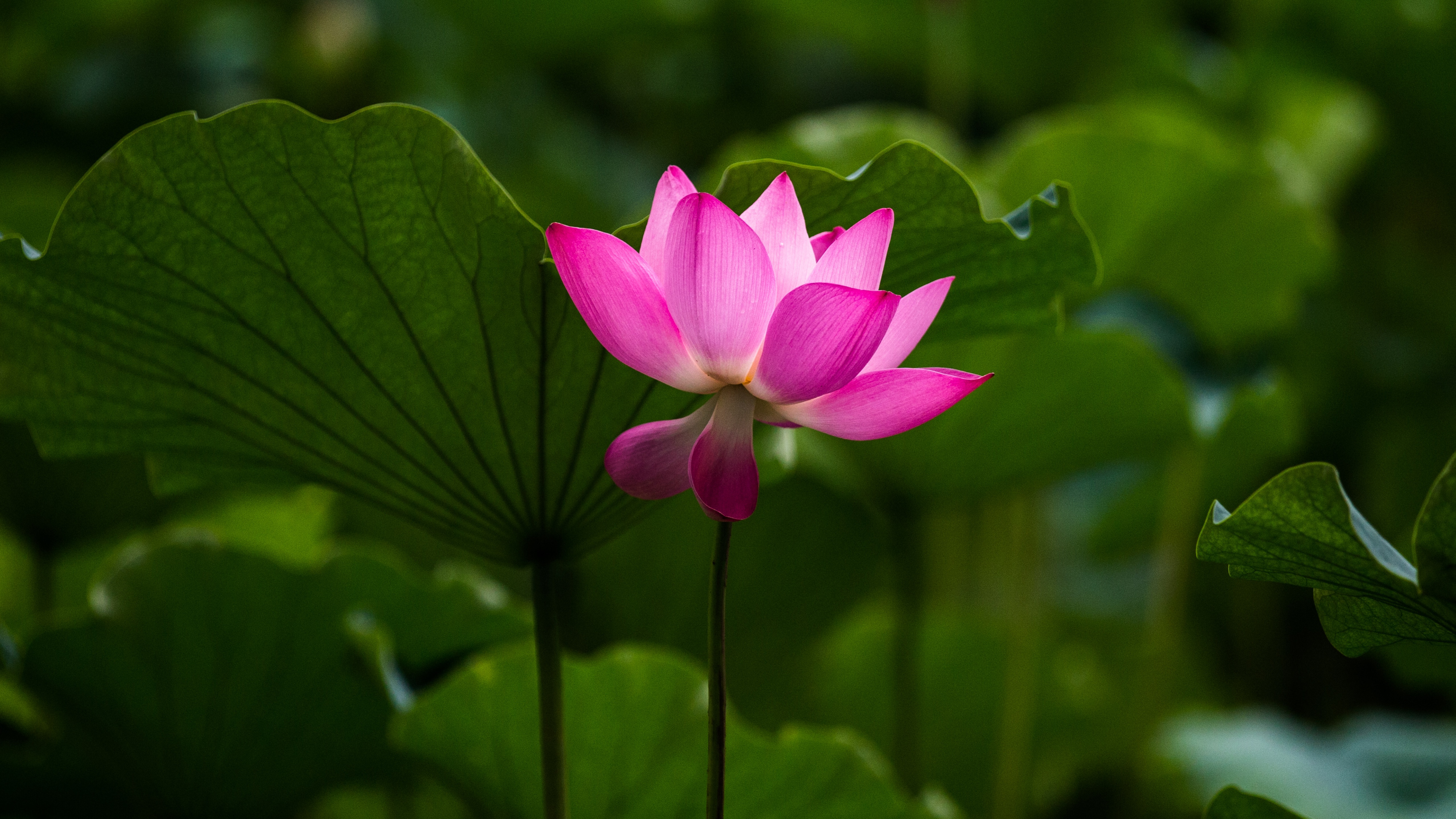 Pink lotus flower among green leaves HD Wallpaper