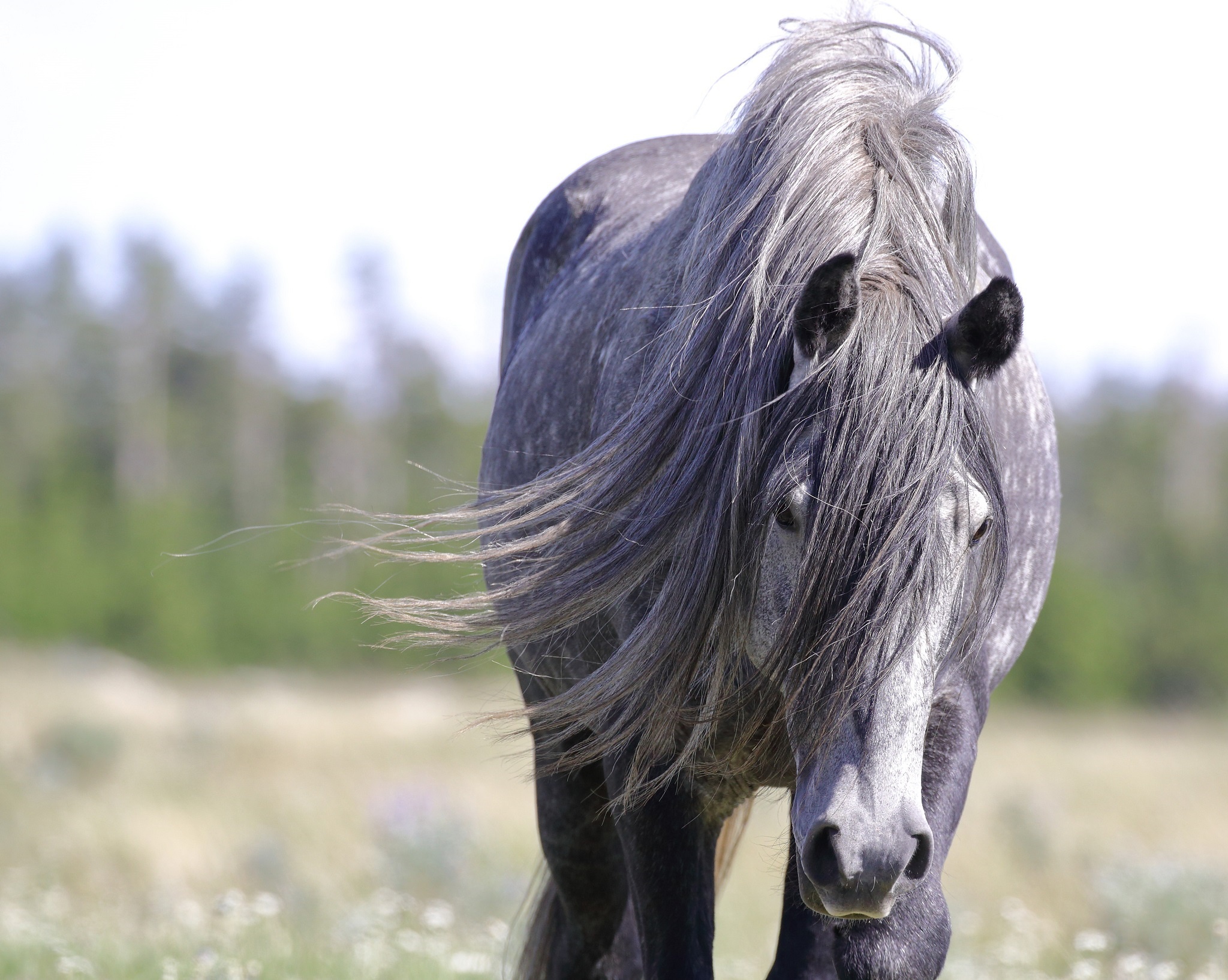 A gray horse with a flowing mane in a field HD Wallpaper
