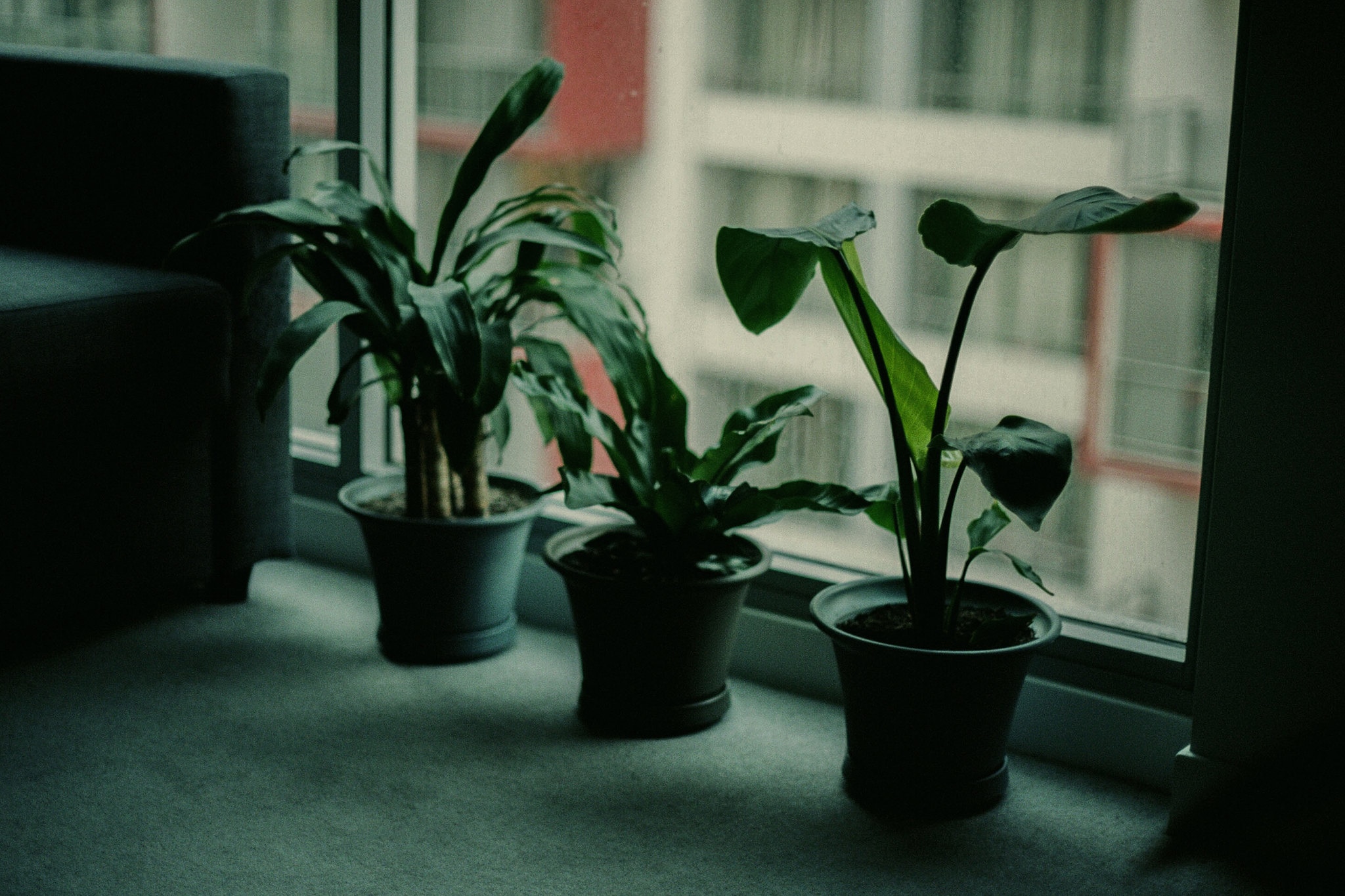Three potted plants on a windowsill indoors HD Wallpaper