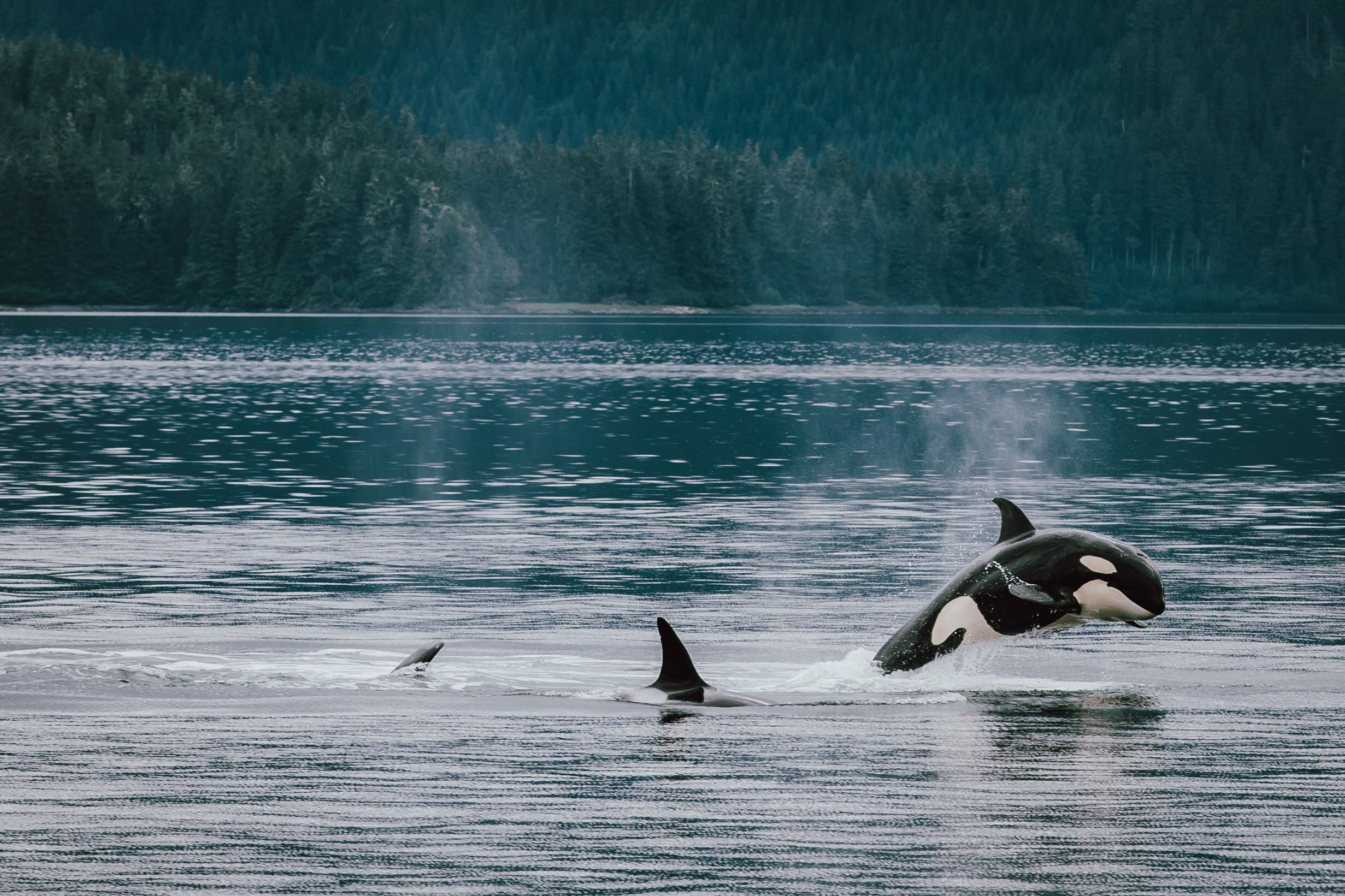 Orcas jumping out of the water near a forest HD Wallpaper