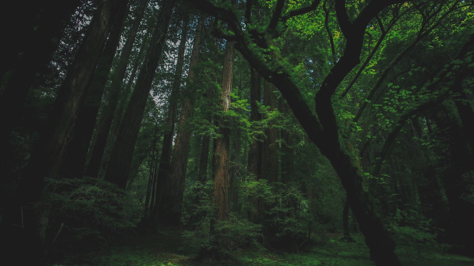 Tall trees in a dark, green forest HD Wallpaper