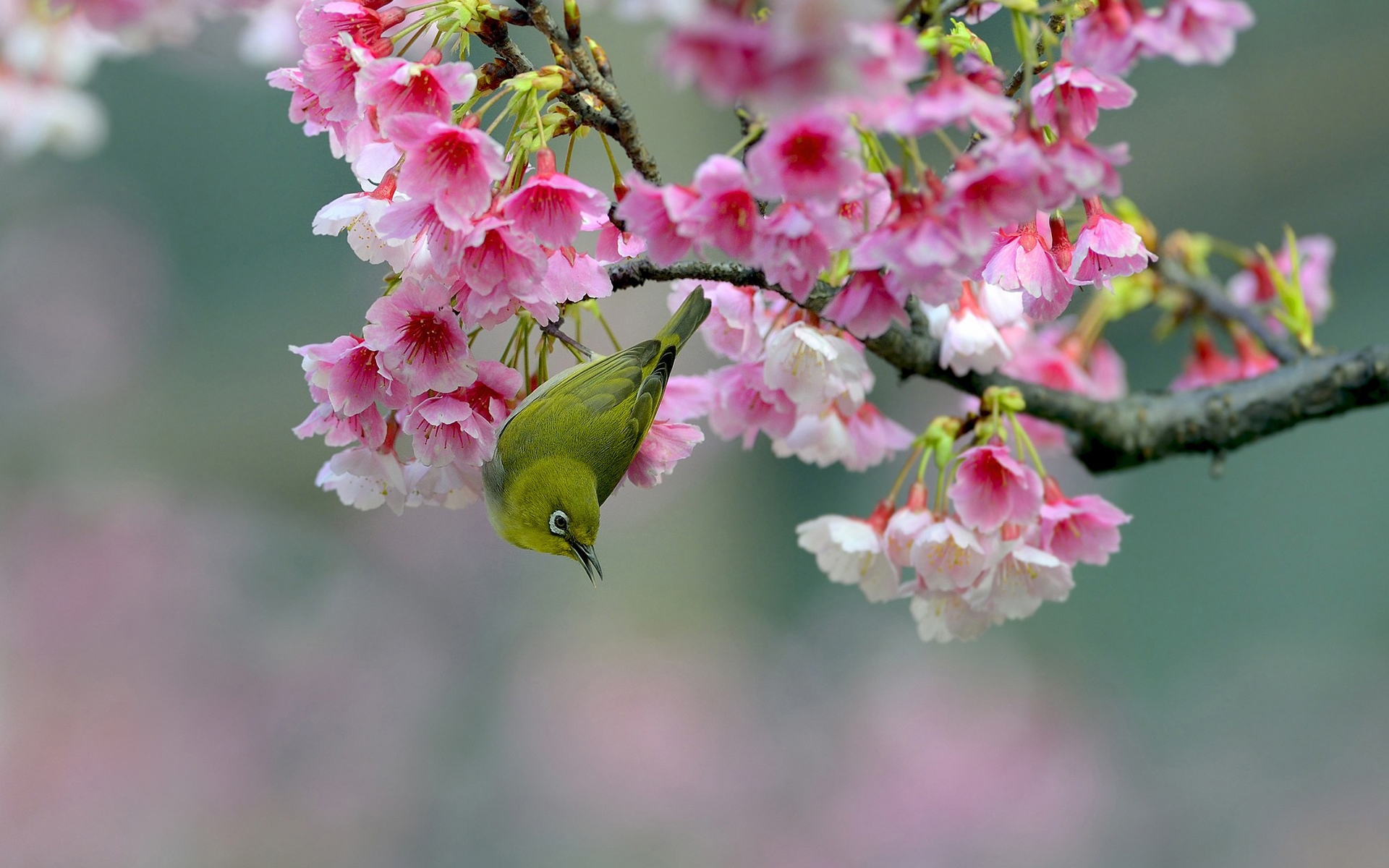 A Japanese White-eye bird on a cherry blossom branch HD Wallpaper