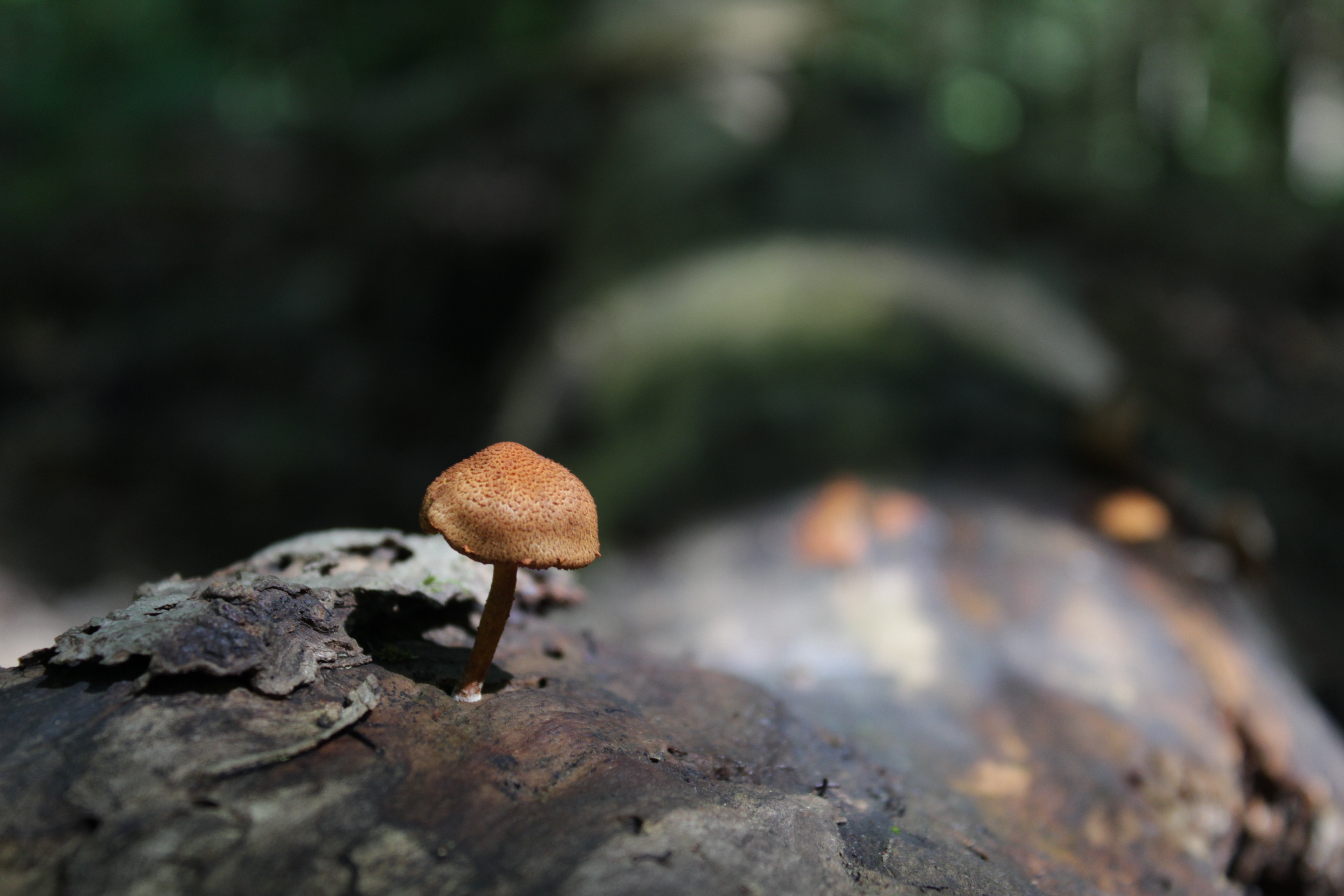 4K macro shot of a mushroom on a log HD Wallpaper