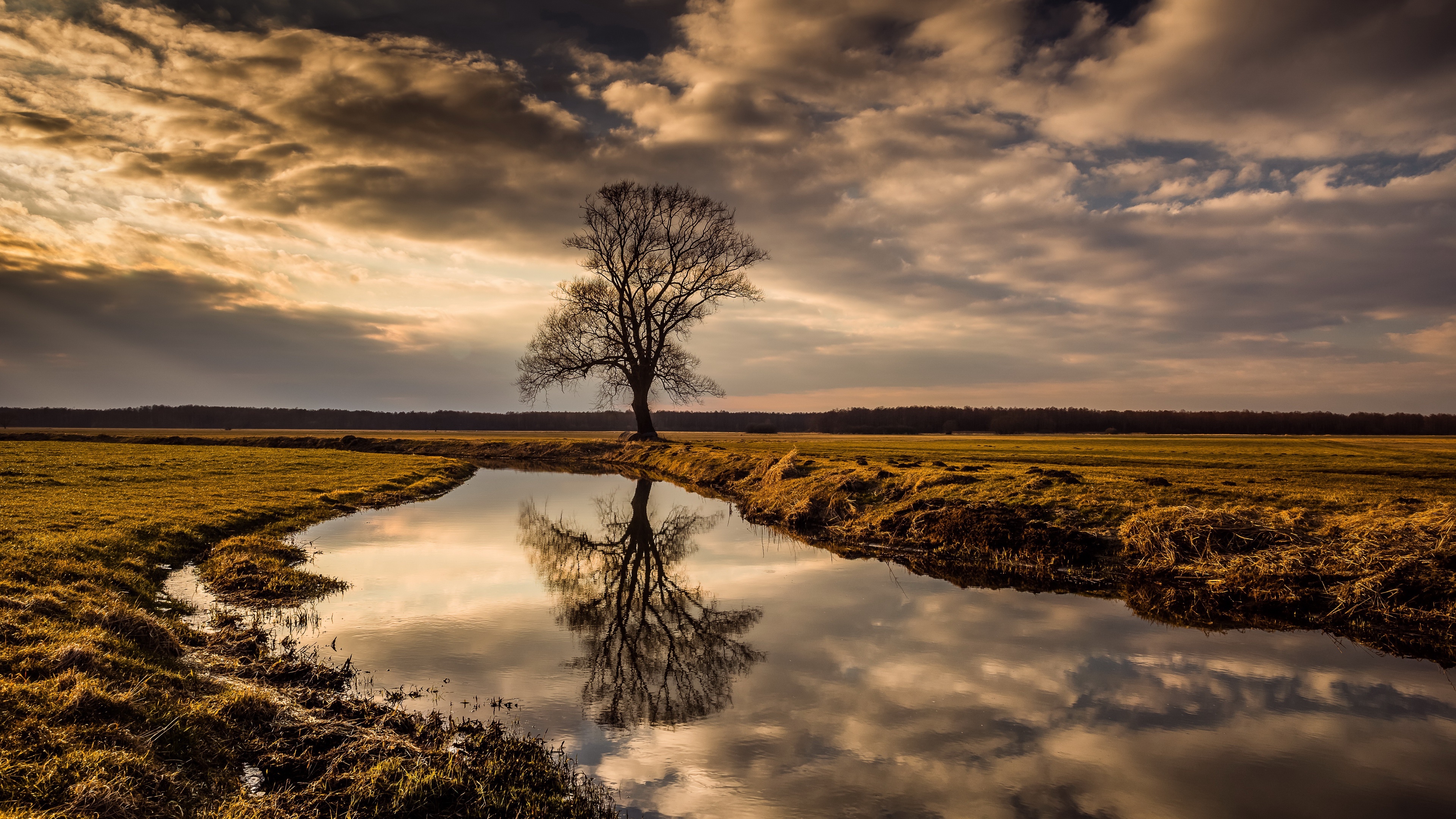 4K tree reflection in water with clouds HD Wallpaper