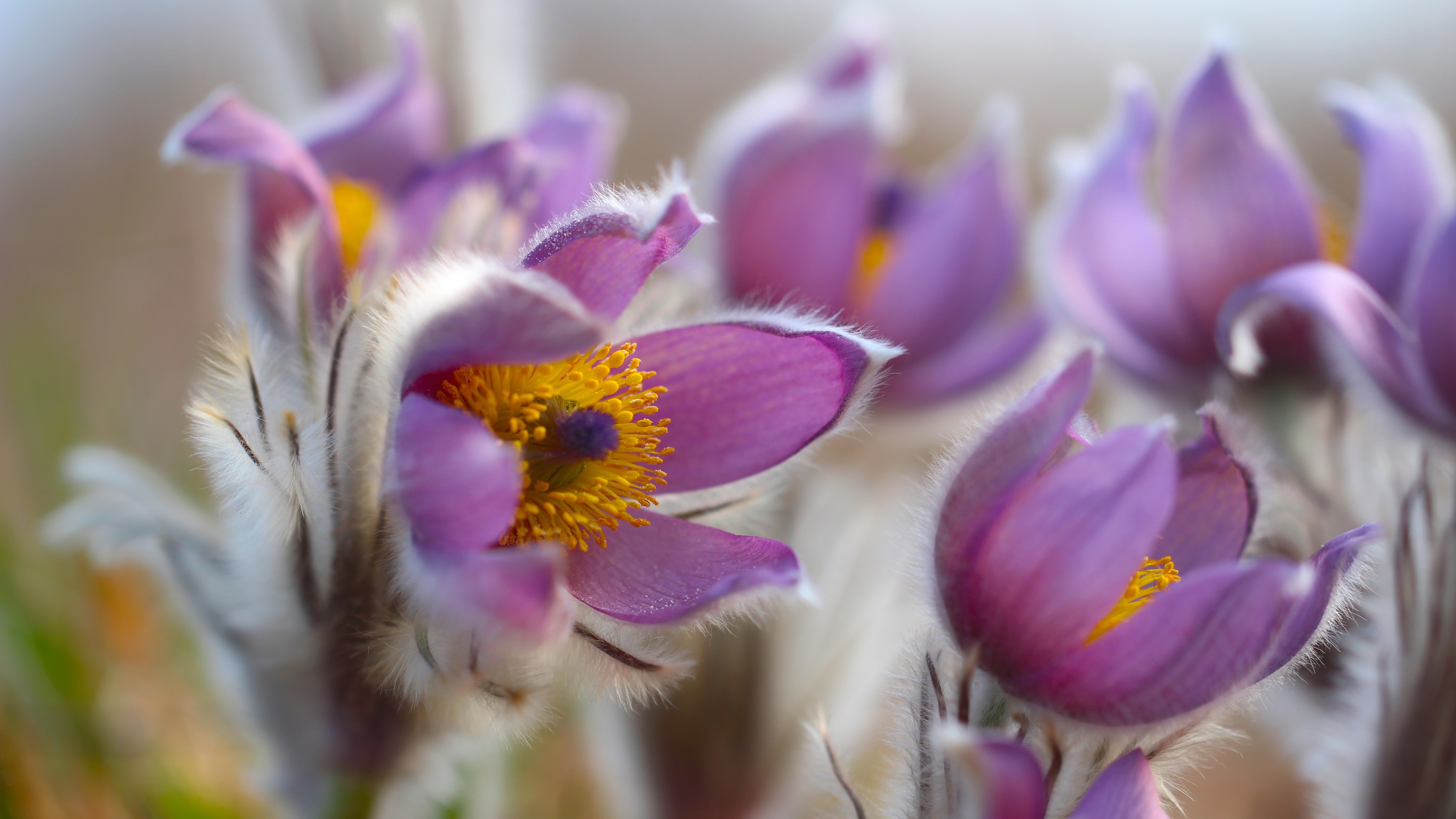 Purple pasqueflower plants in nature HD Wallpaper