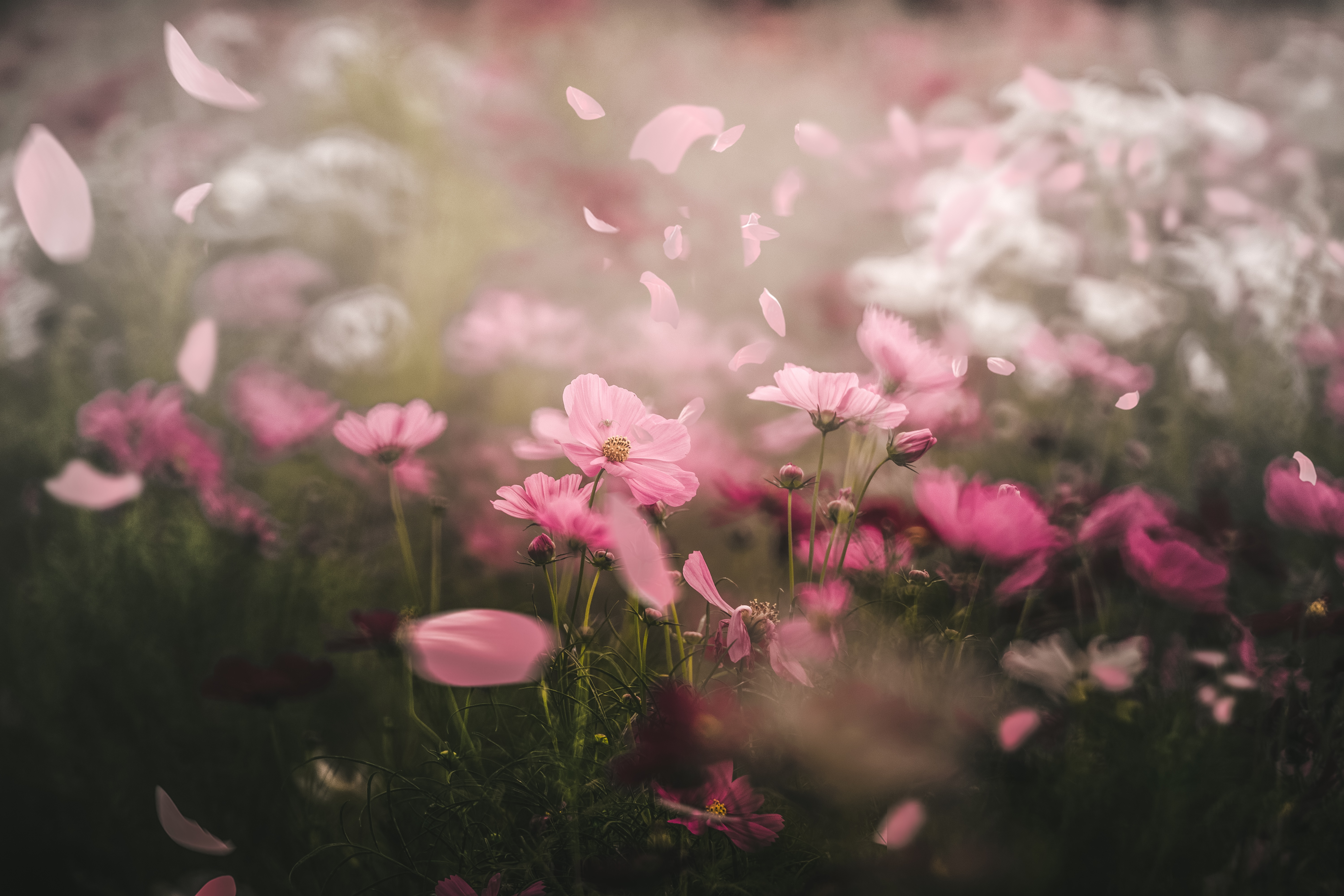 4K Pink Cosmos Flowers with Falling Petals HD Wallpaper