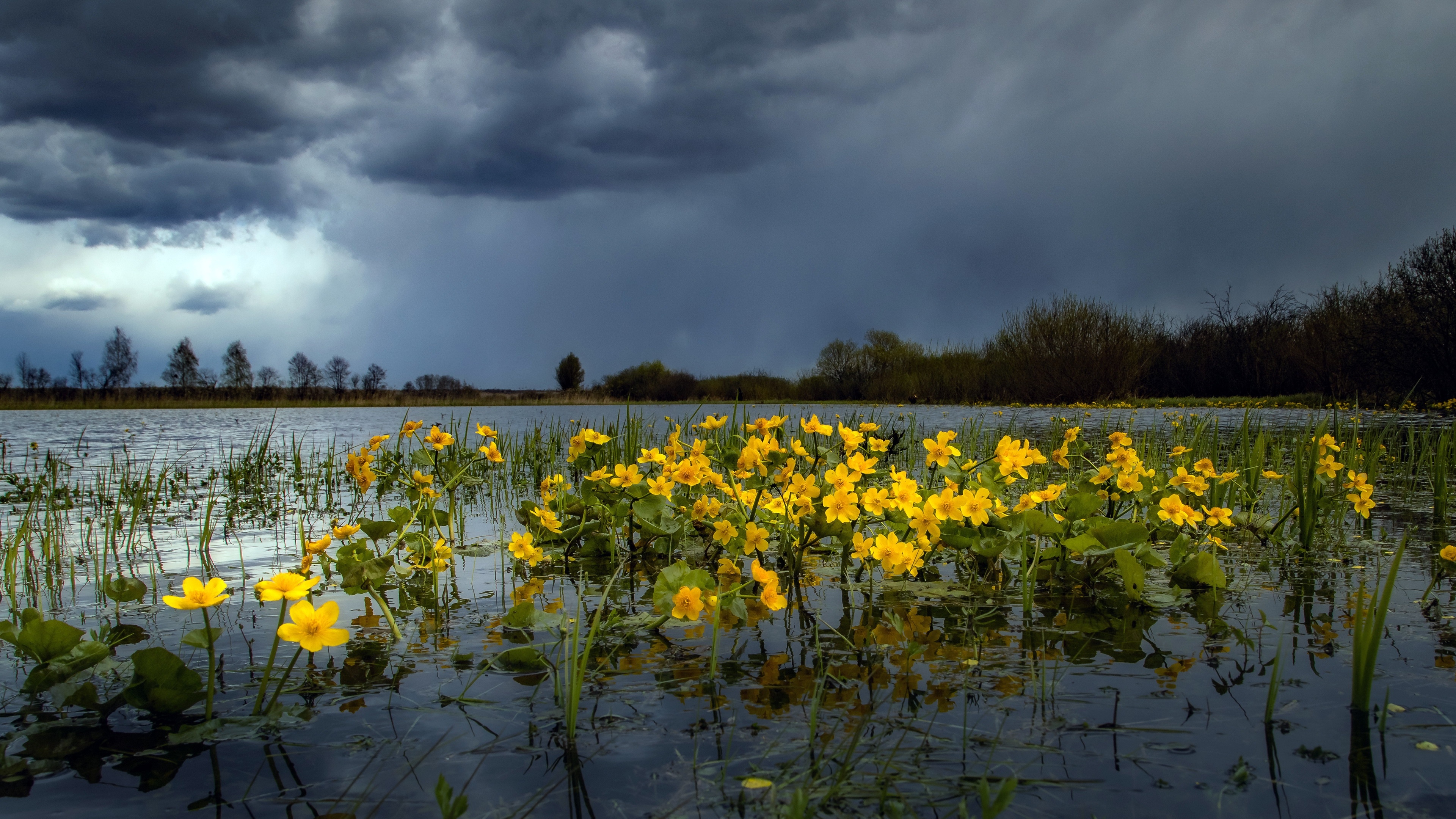 Yellow flowers in water under stormy sky HD Wallpaper