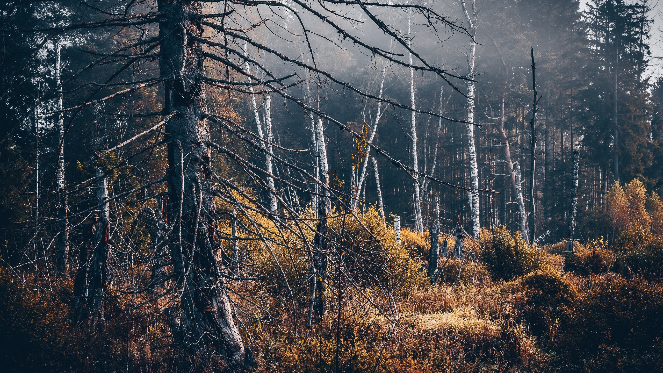 Misty forest with bare and birch trees in autumn HD Wallpaper