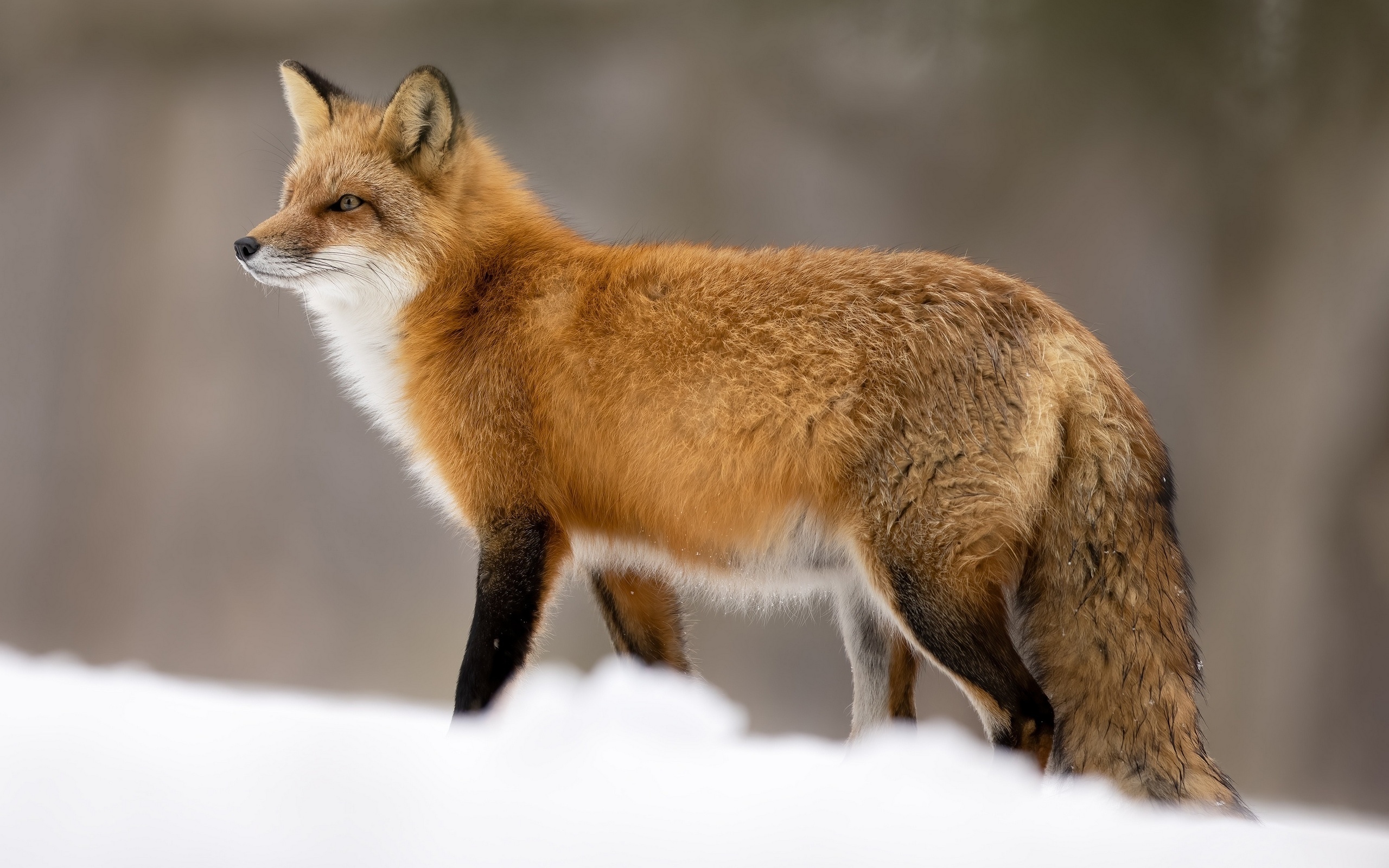 Red fox standing in the snow during winter HD Wallpaper