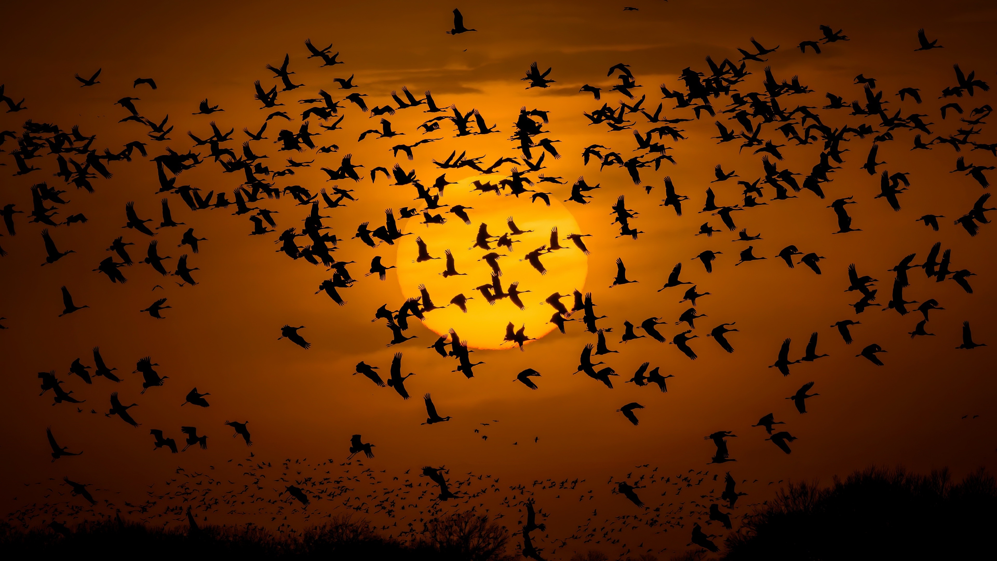 Flock of birds flying against the sun HD Wallpaper