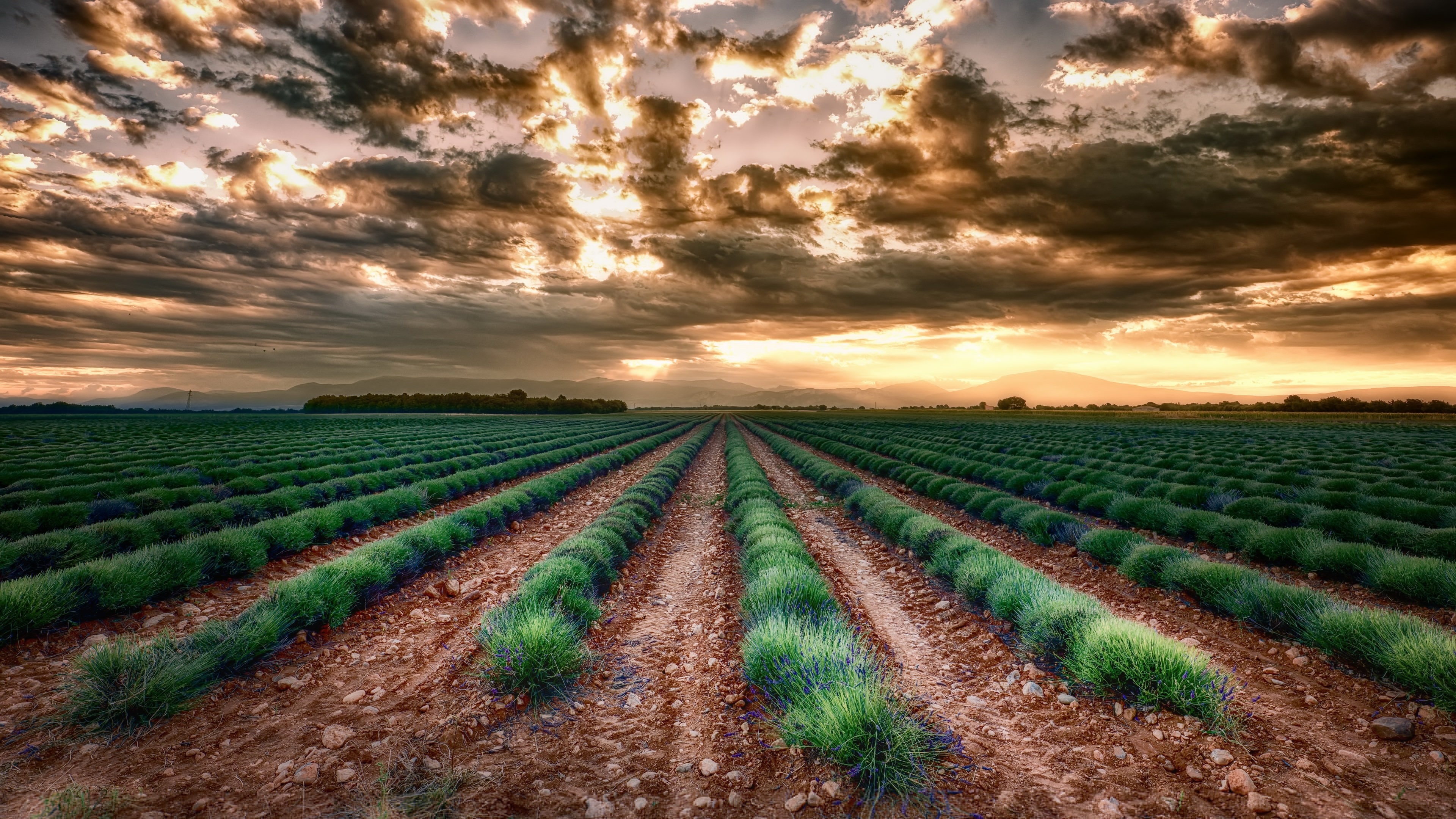4K Lavender Field Under Dramatic Clouds HD Wallpaper