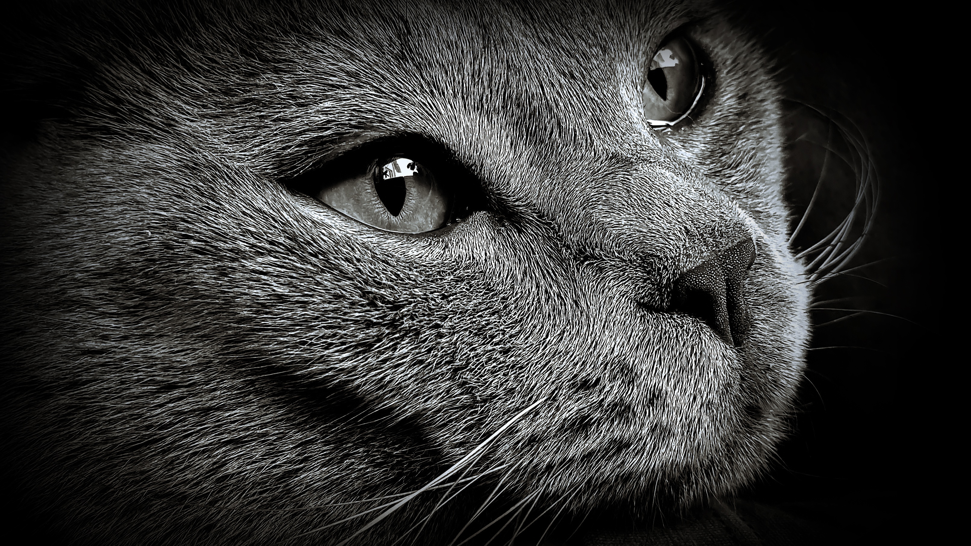 Monochrome close-up of a cat's face with detailed fur and whiskers HD Wallpaper