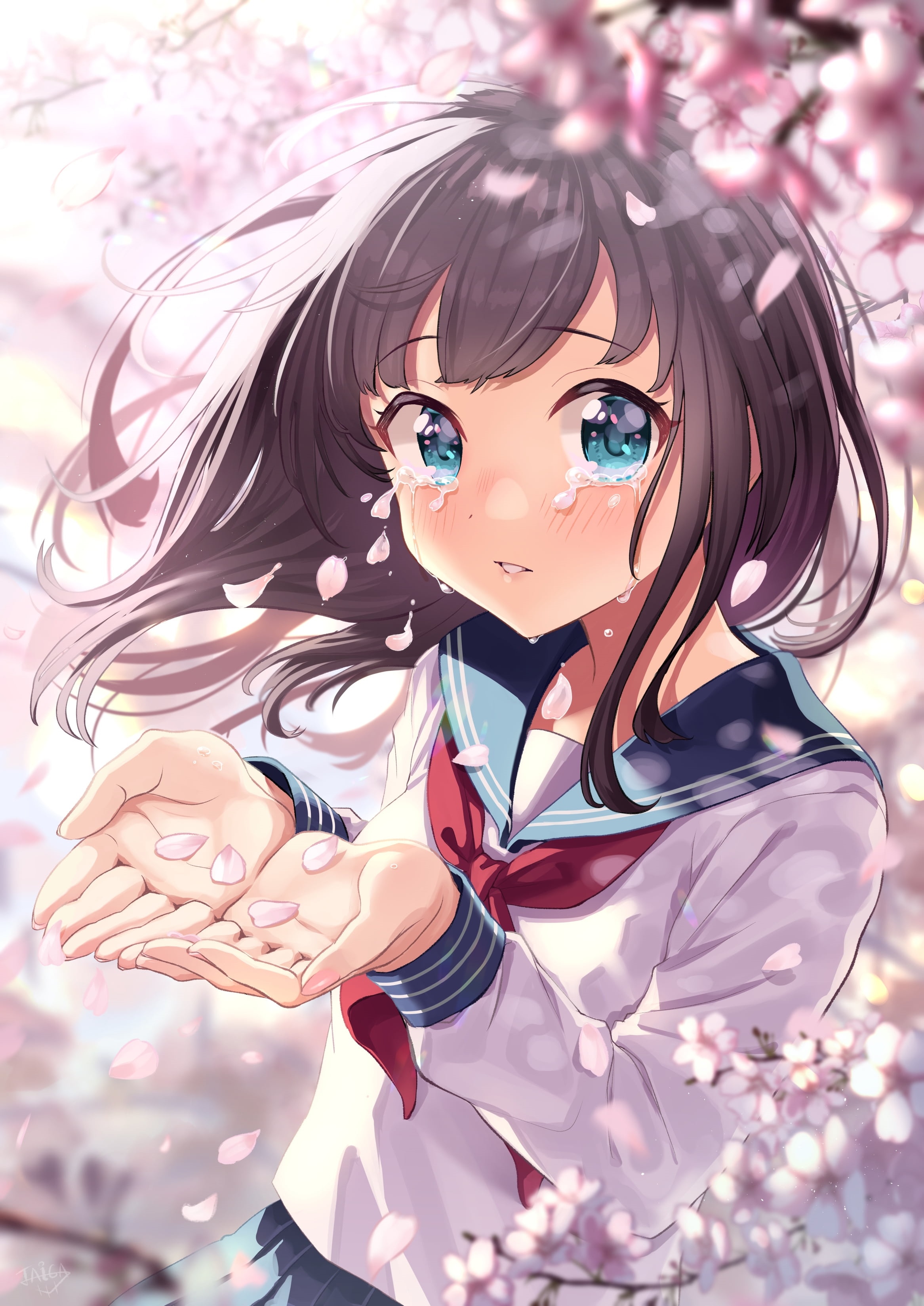 Taiga crying under cherry blossoms HD Phone Wallpaper