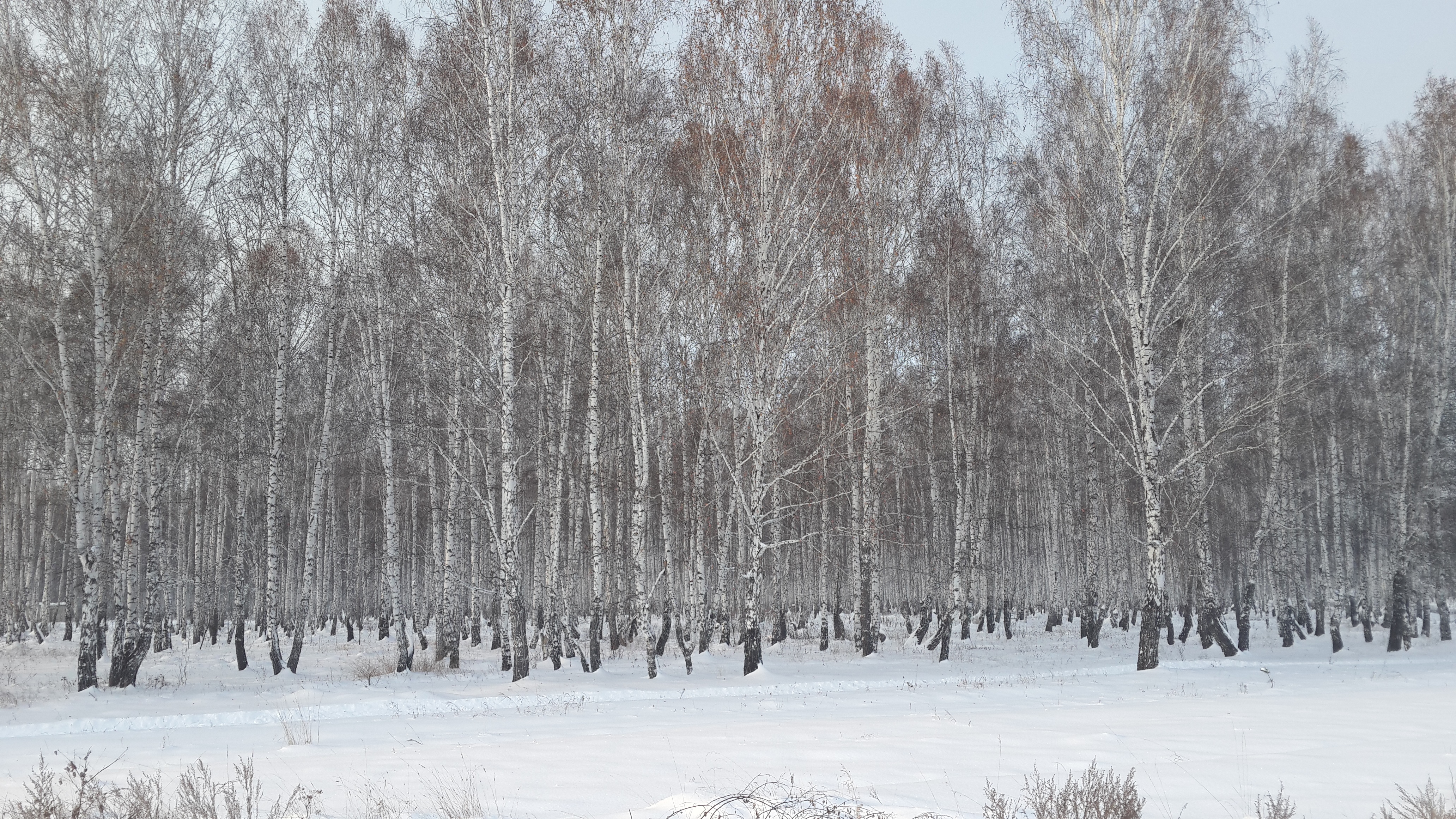 4K Winter Birch Forest Landscape HD Wallpaper