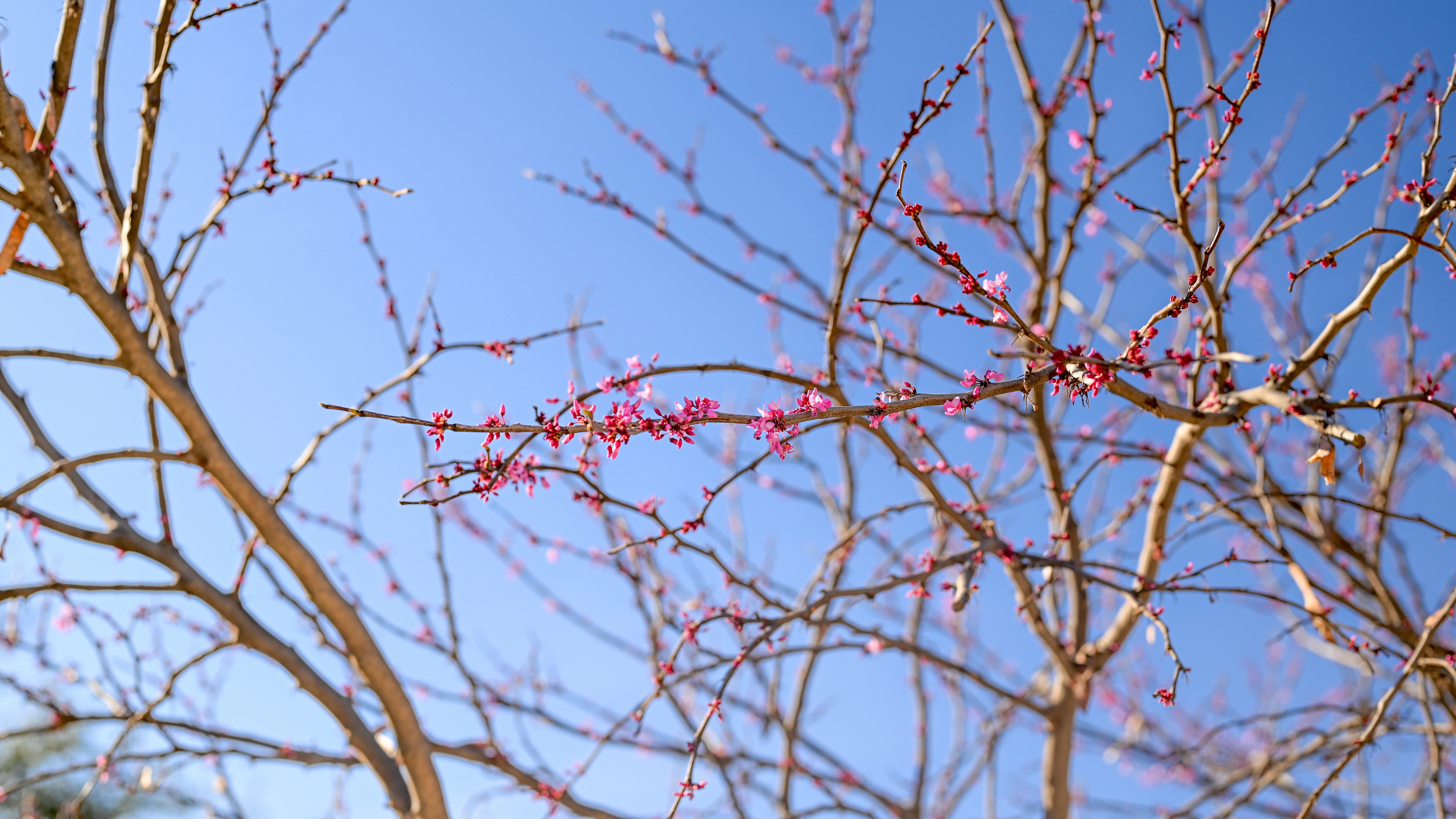 Pink flowers on tree branches against blue sky HD Wallpaper