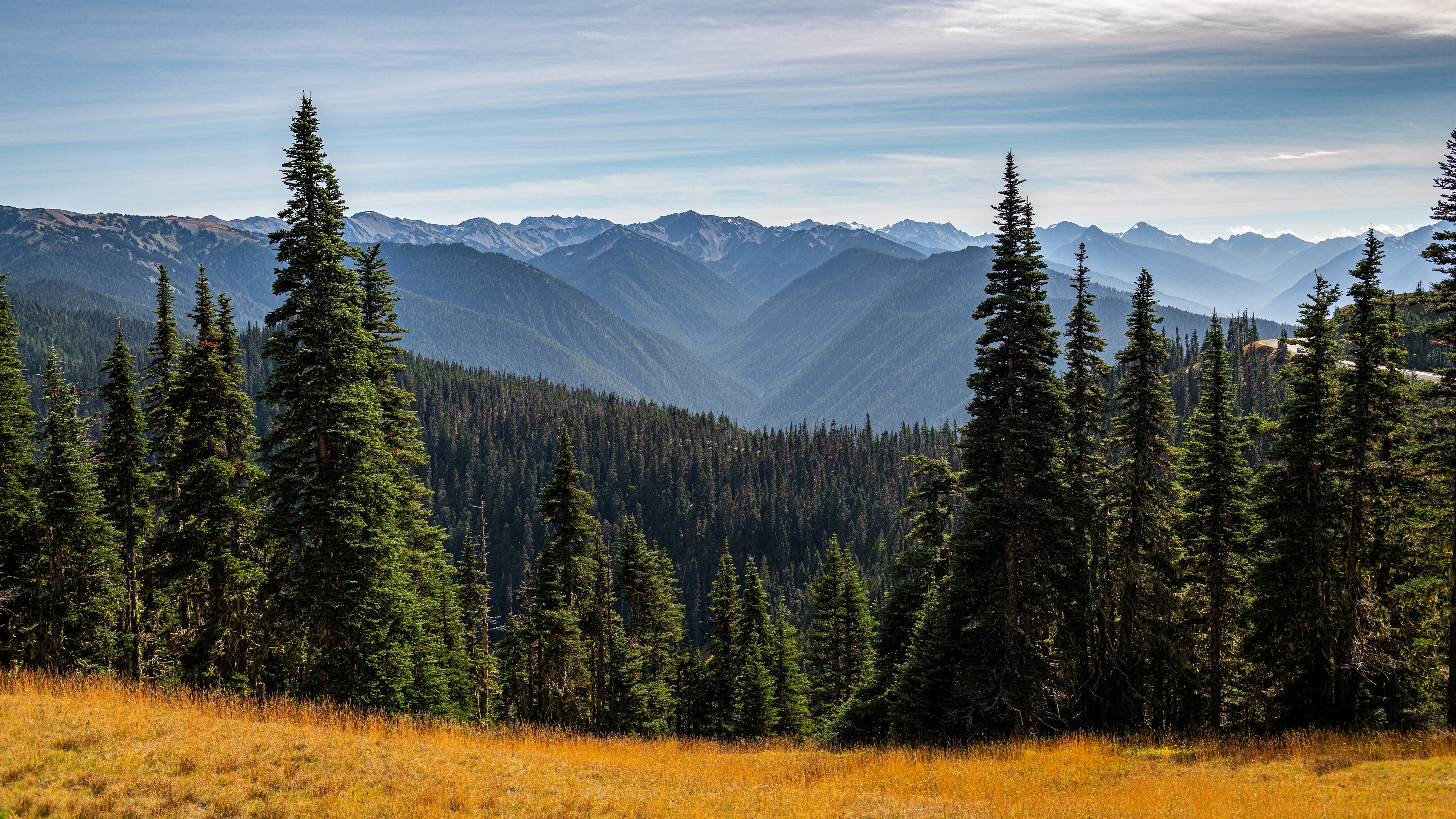 4K Mountains Landscape with Evergreen Trees and Golden Field HD Wallpaper