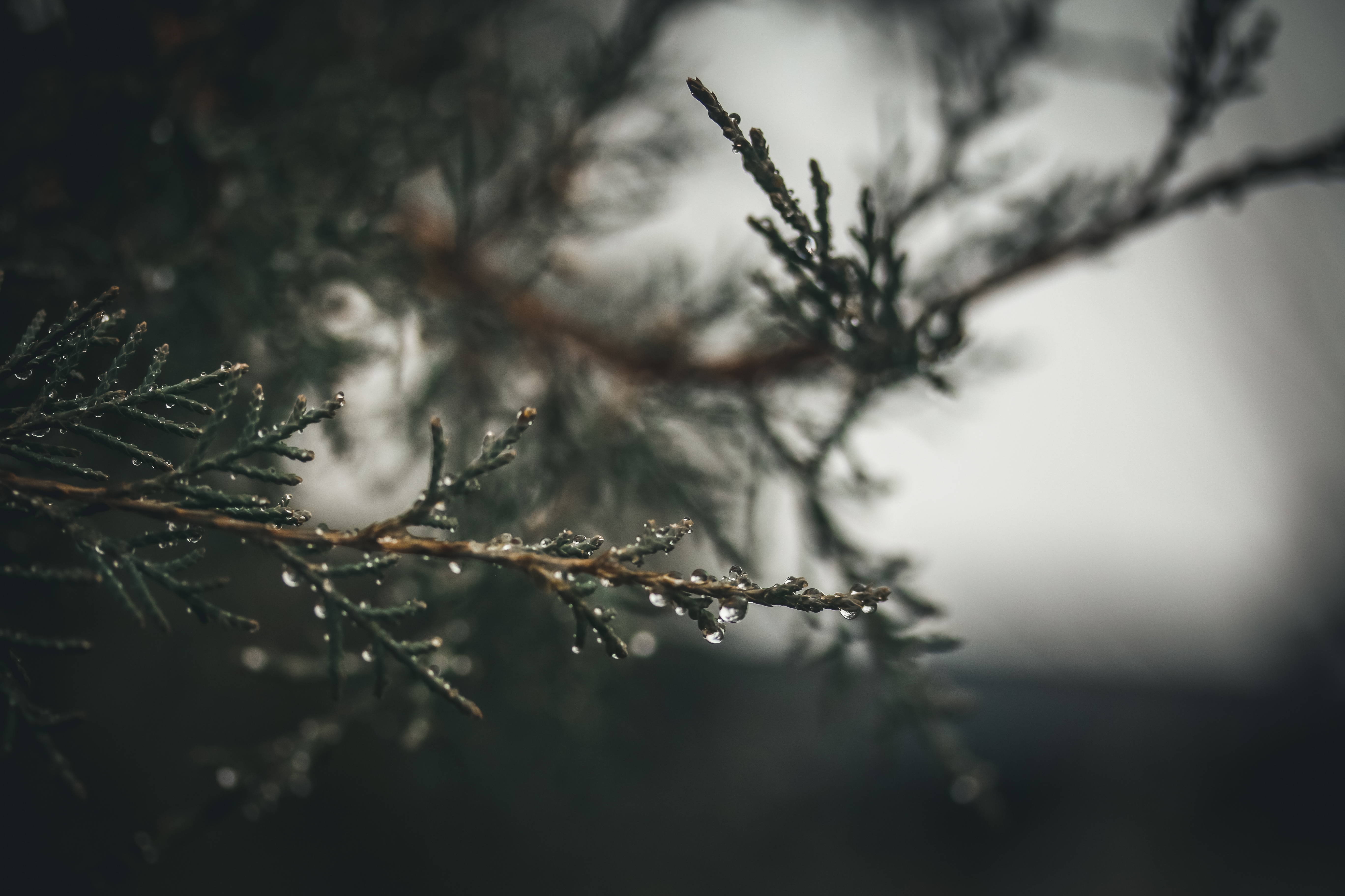 Pine tree branch with raindrops HD Wallpaper