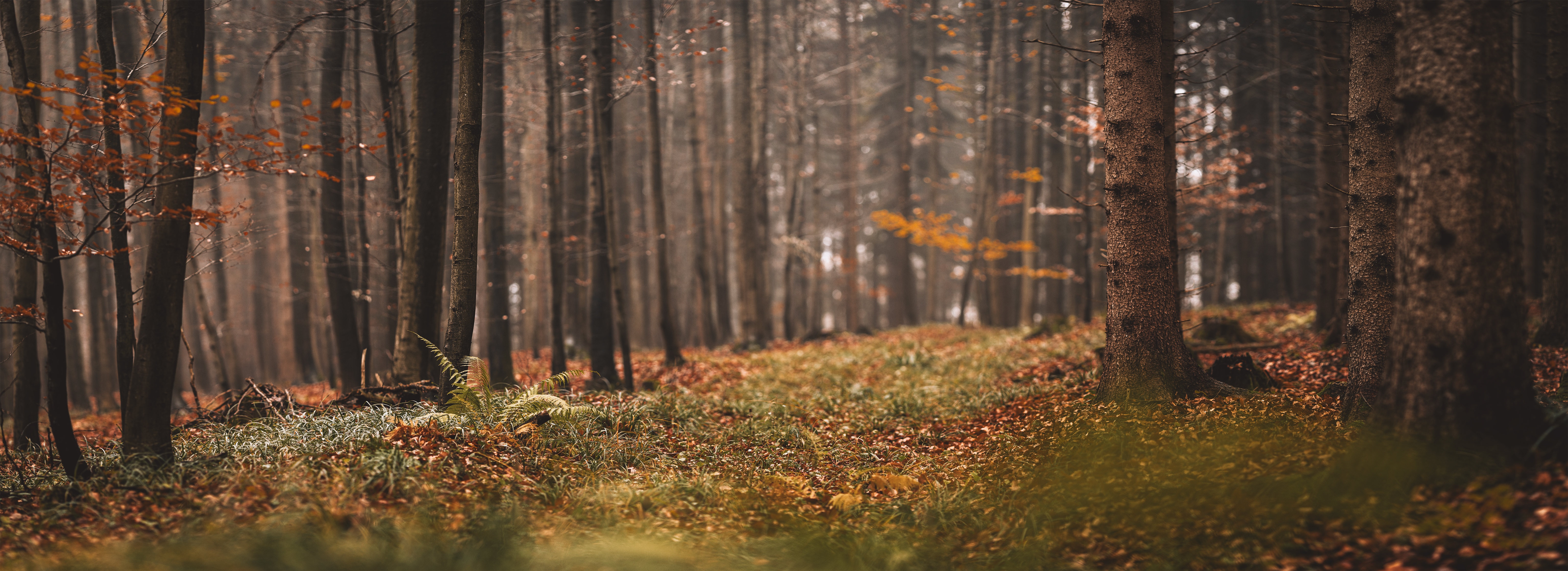 4K forest landscape with trees in fall HD Wallpaper