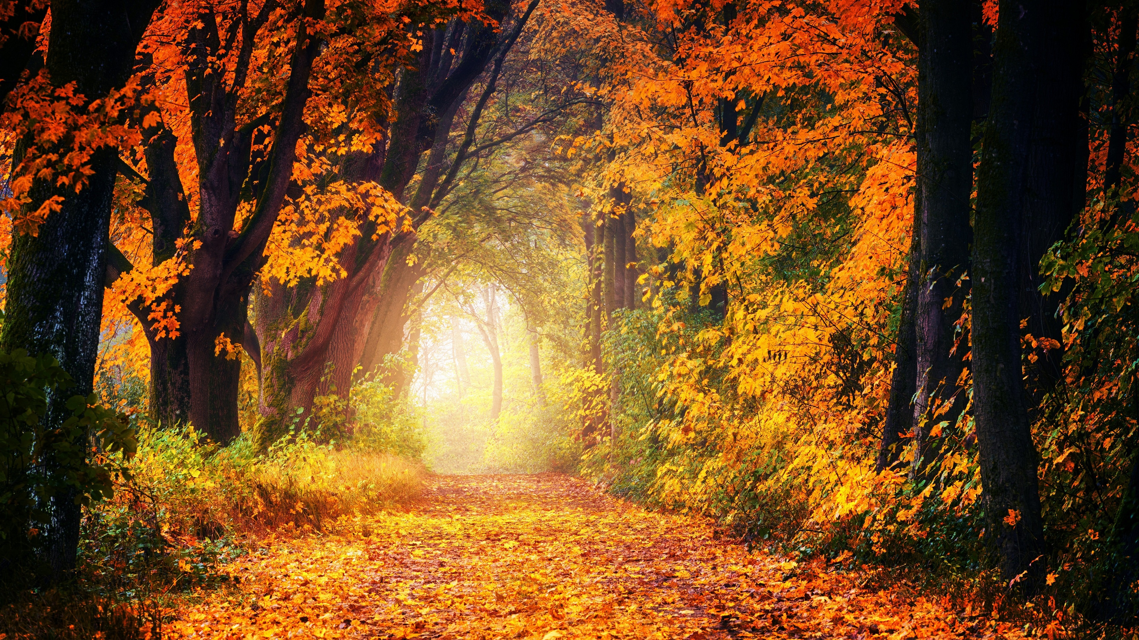 4K autumn forest path with colorful foliage HD Wallpaper