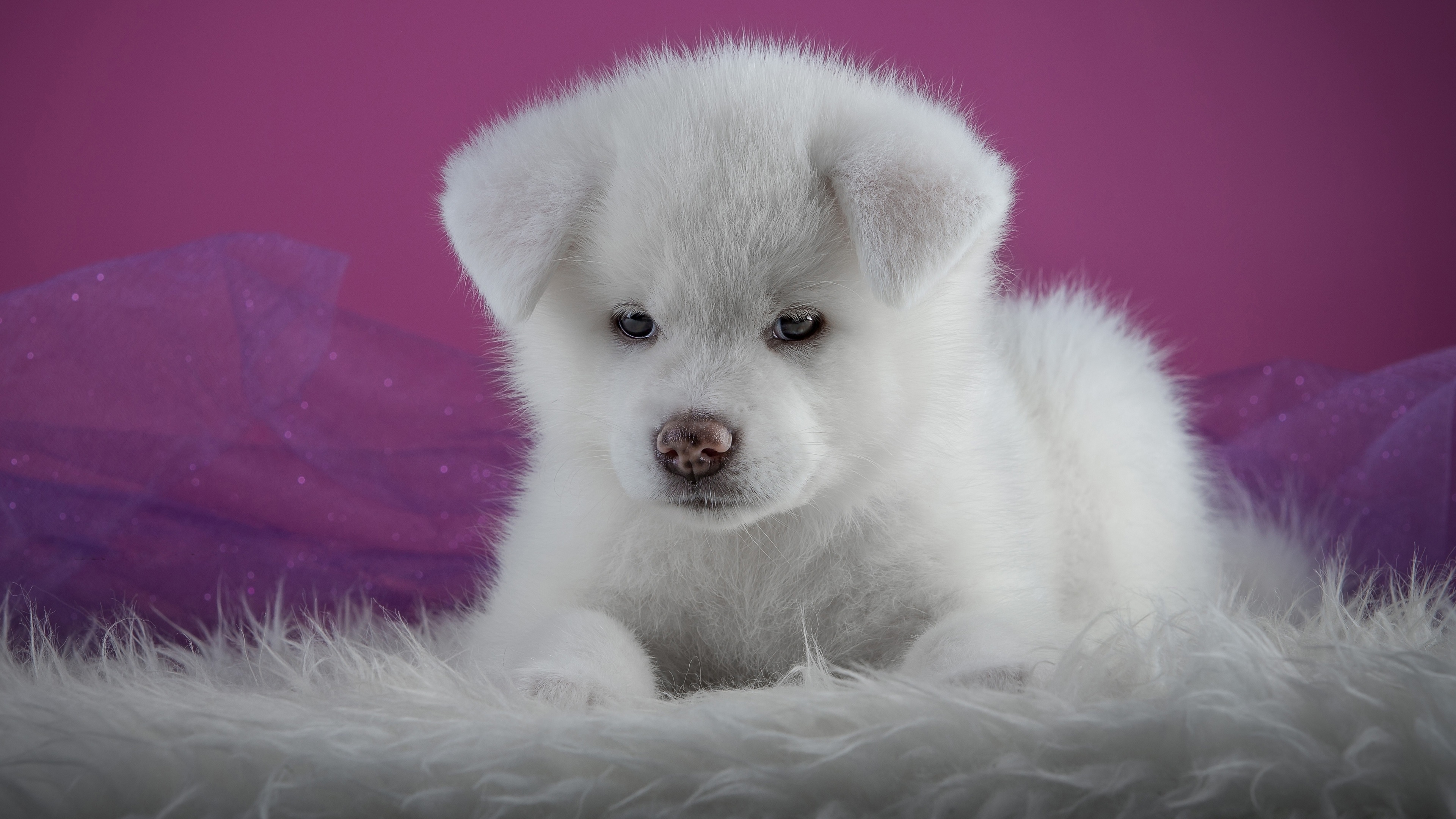 4K White Akita Puppy on Fur HD Wallpaper