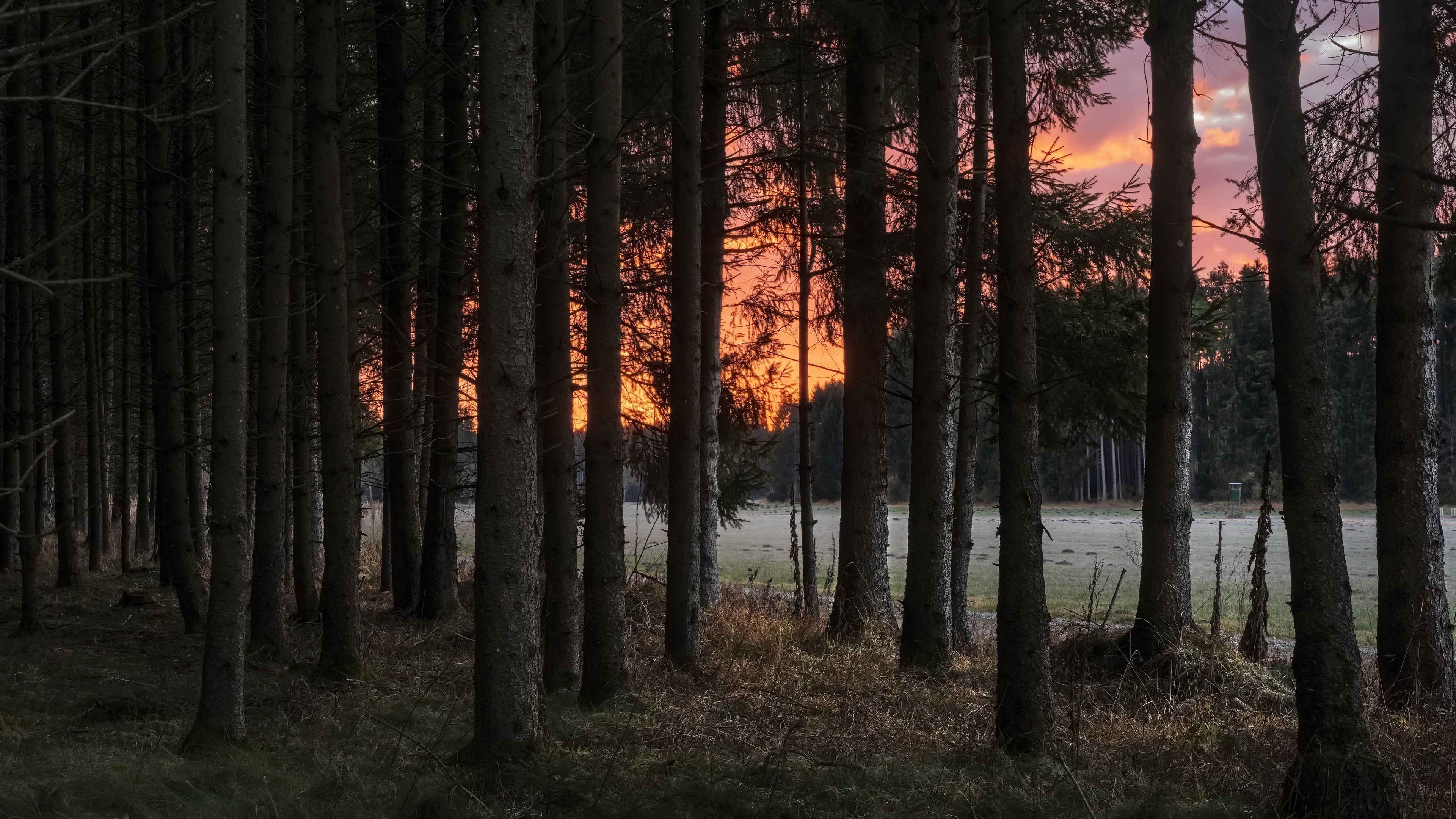 4K forest landscape at sunset HD Wallpaper