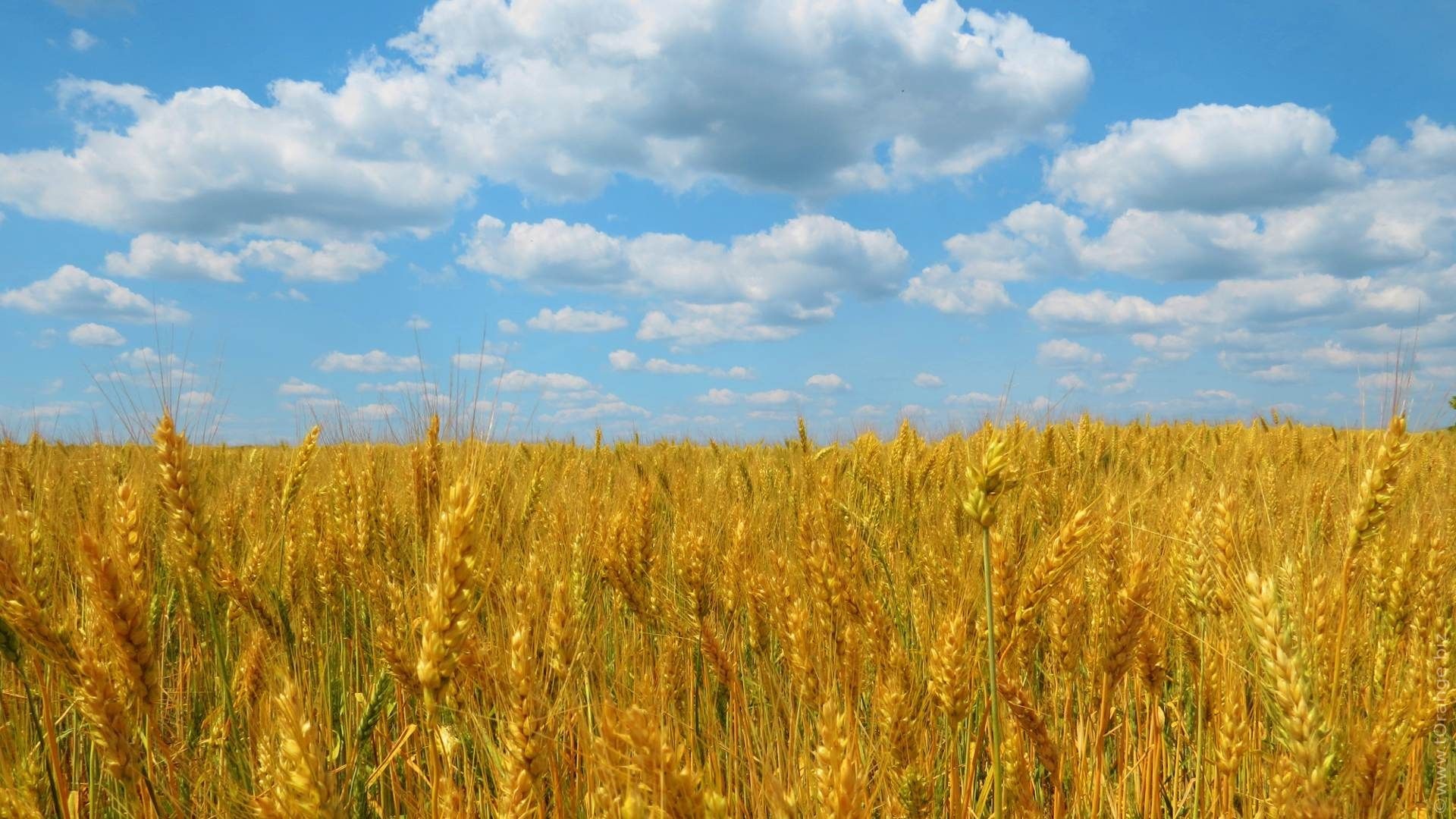 Golden wheat field under a blue sky with clouds HD Wallpaper