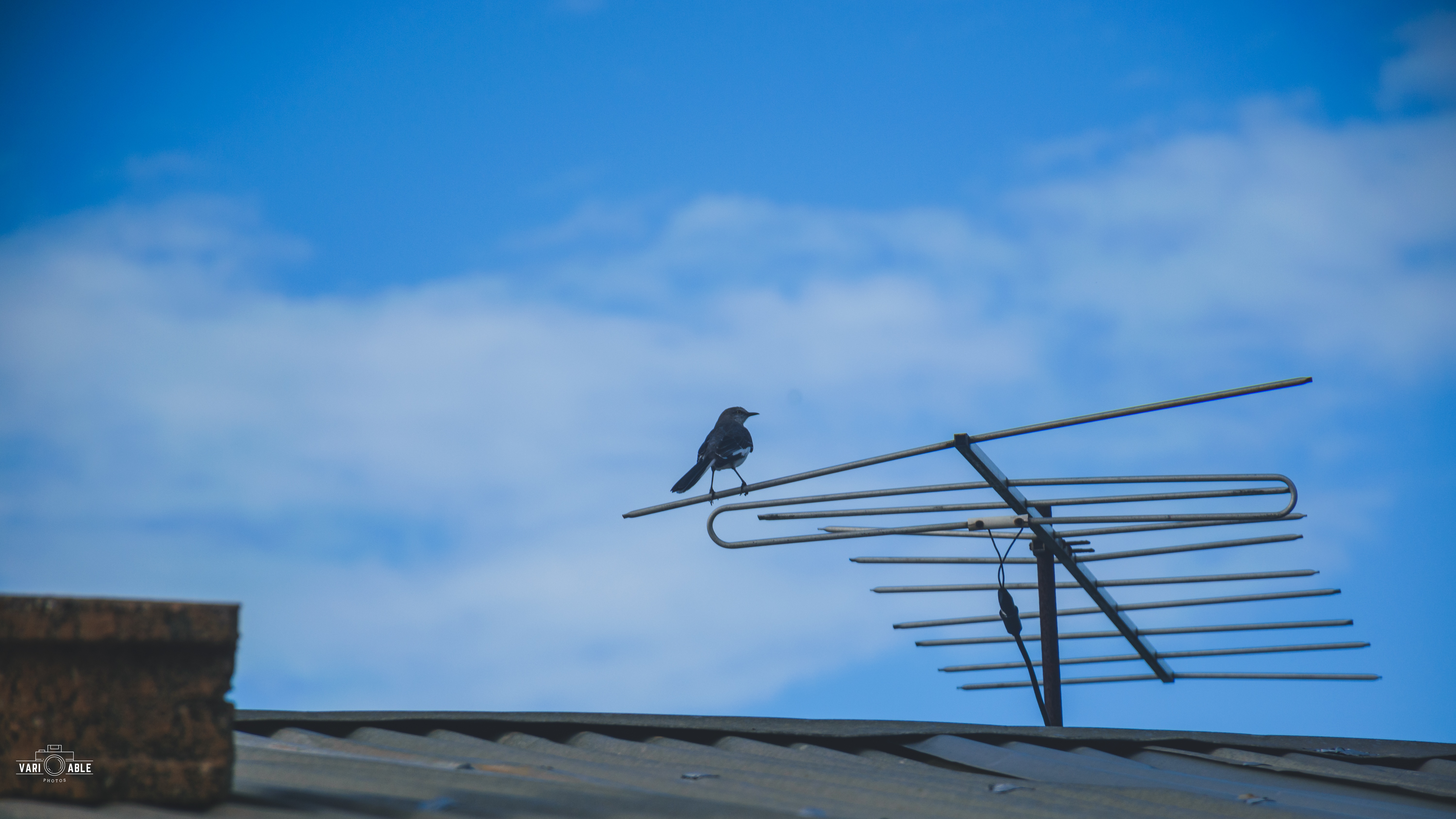 Bird on Antenna Against Blue Sky HD Wallpaper