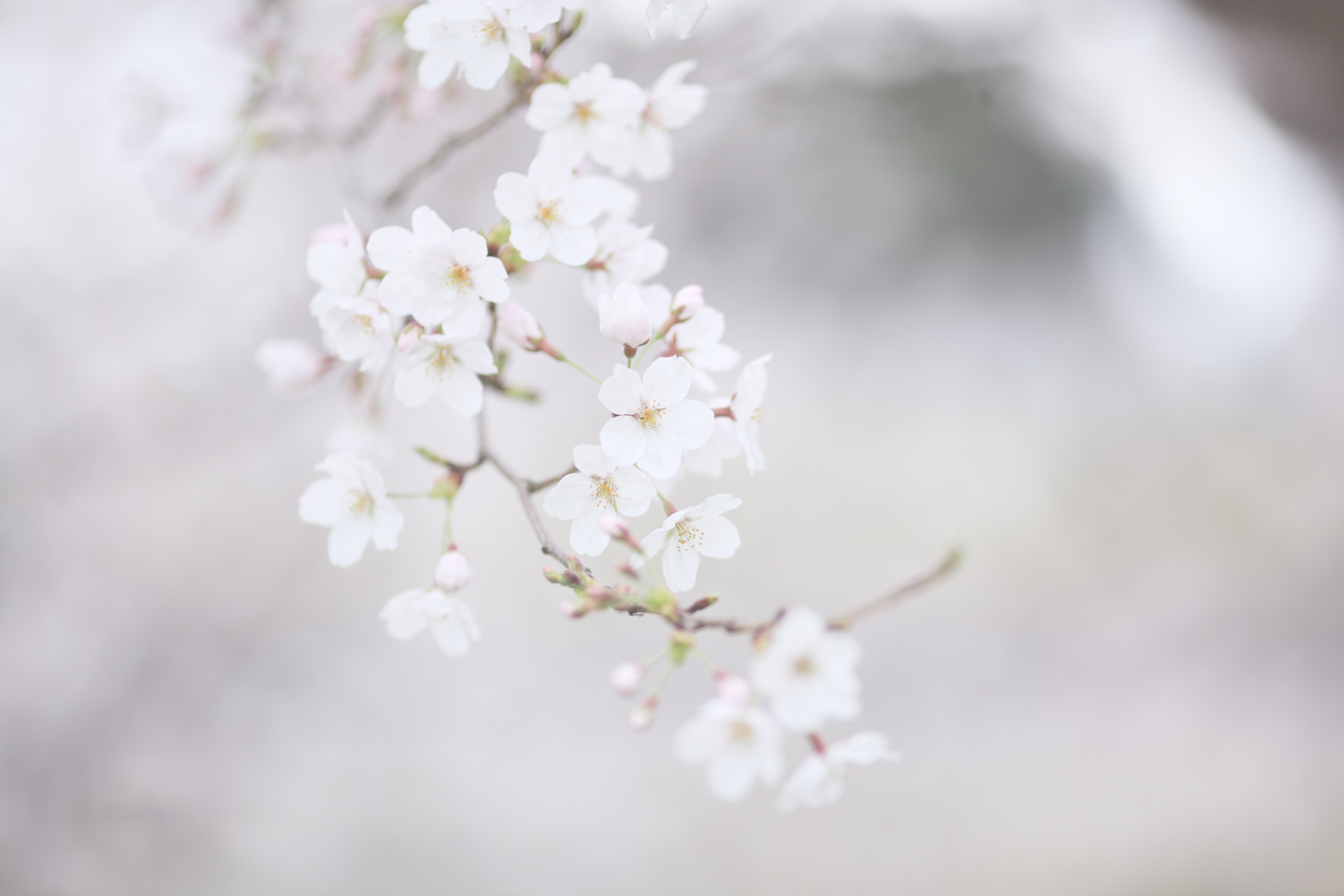 4K pastel cherry blossom flowers HD Wallpaper