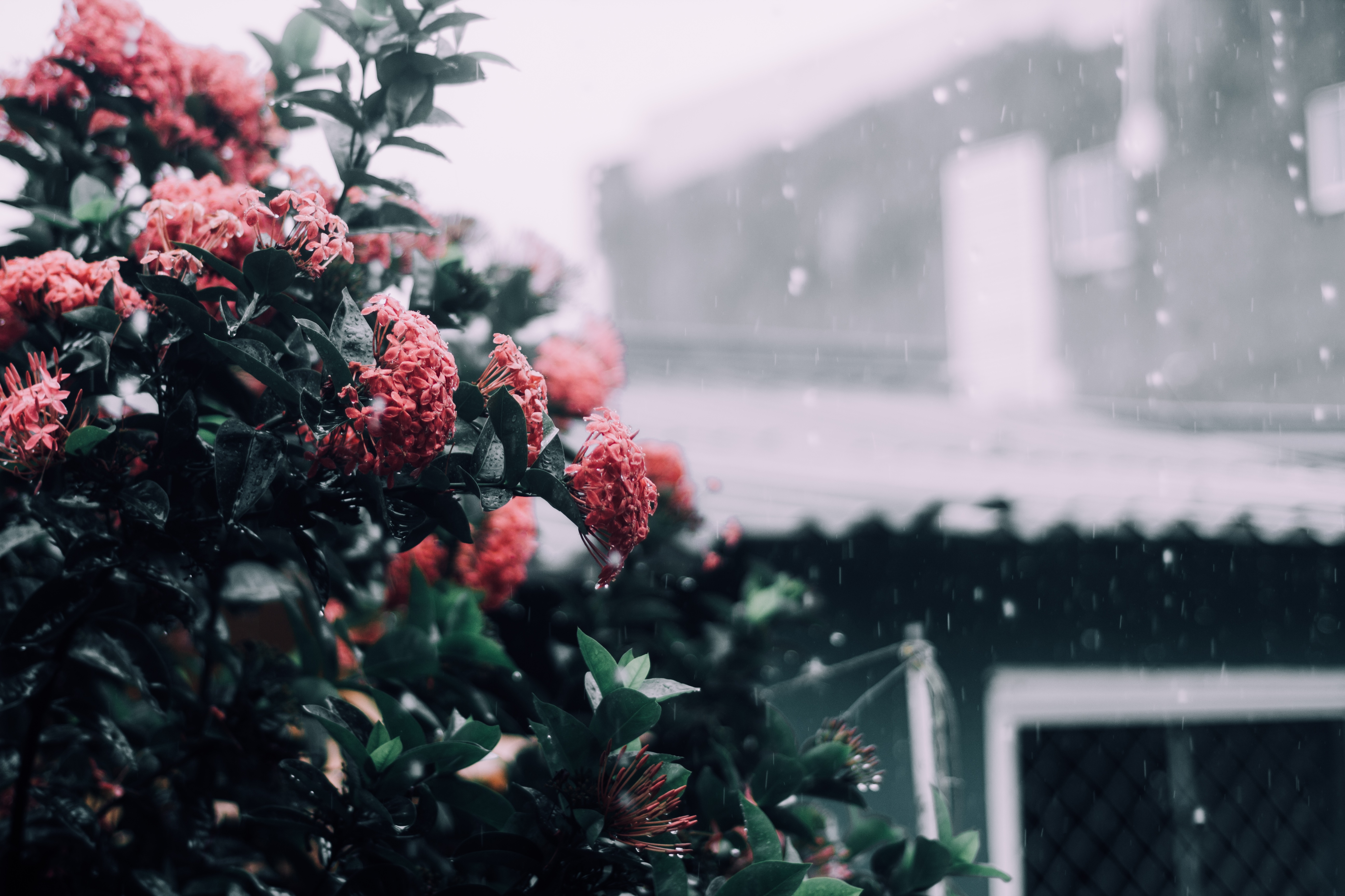 Red Ixora flowers in the rain HD Wallpaper