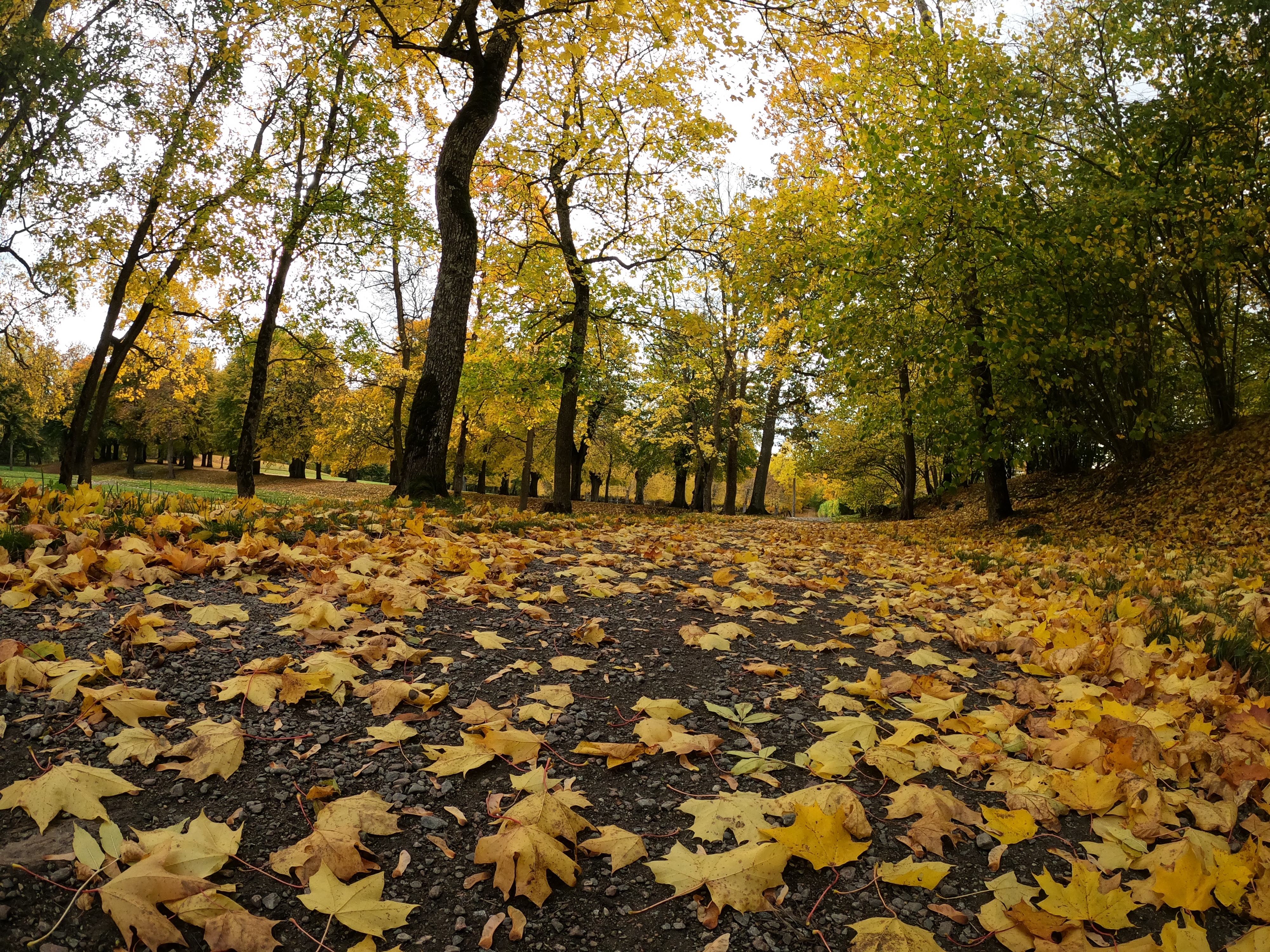4K autumn park with fallen leaves HD Wallpaper