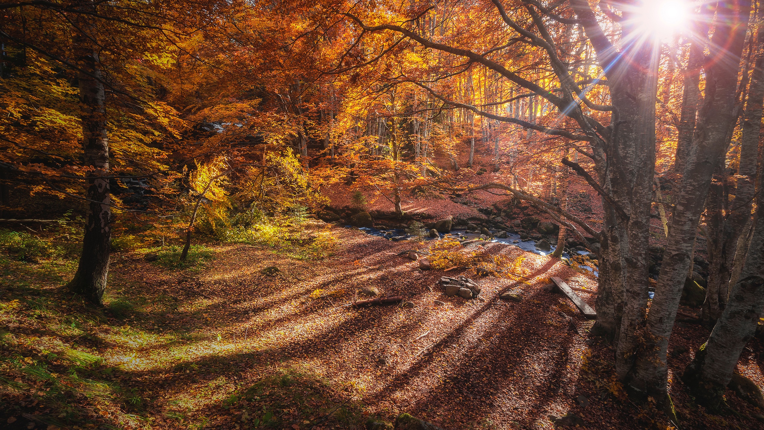 Autumn forest with sunbeams and a stream HD Wallpaper