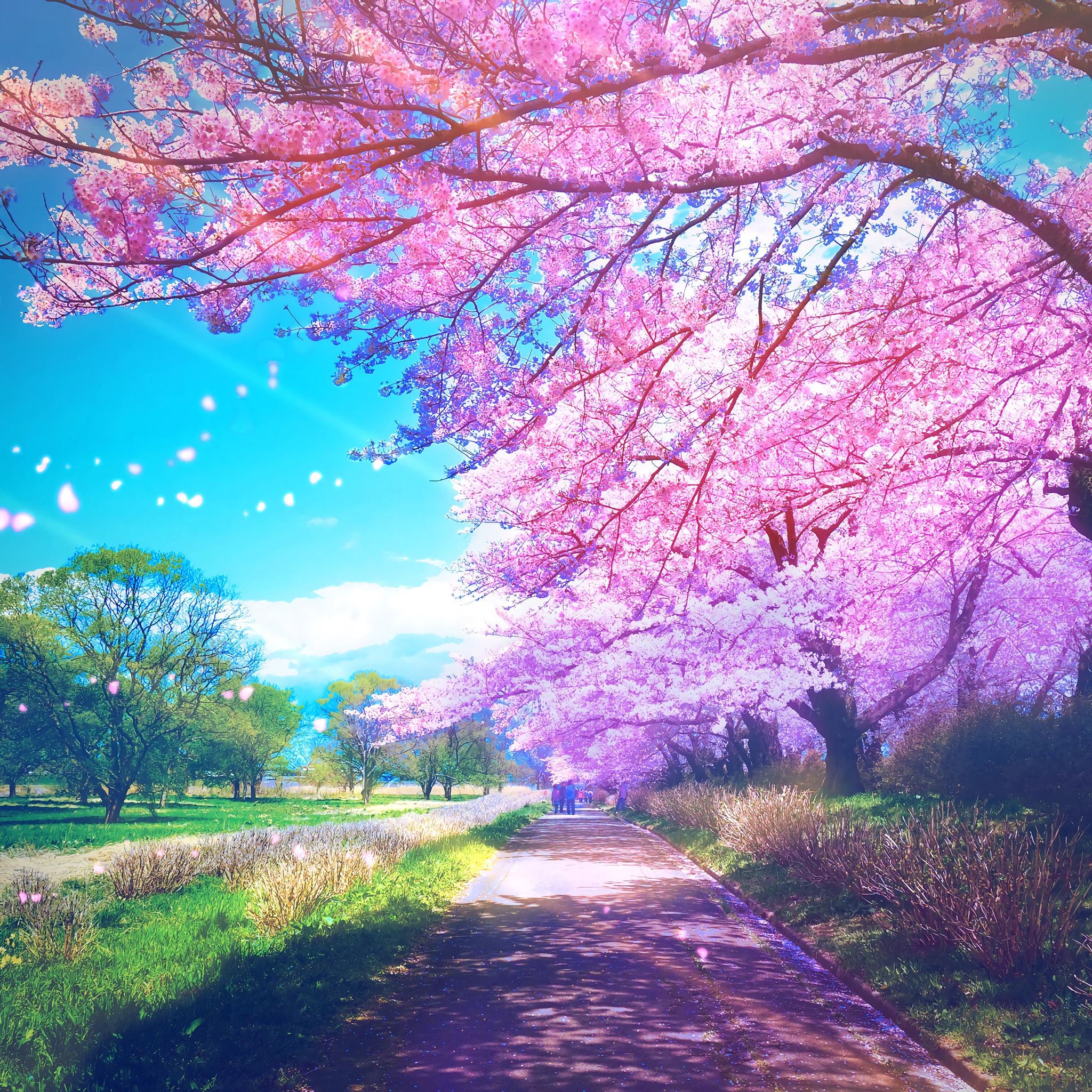 Path lined with cherry blossoms under a blue sky HD Wallpaper