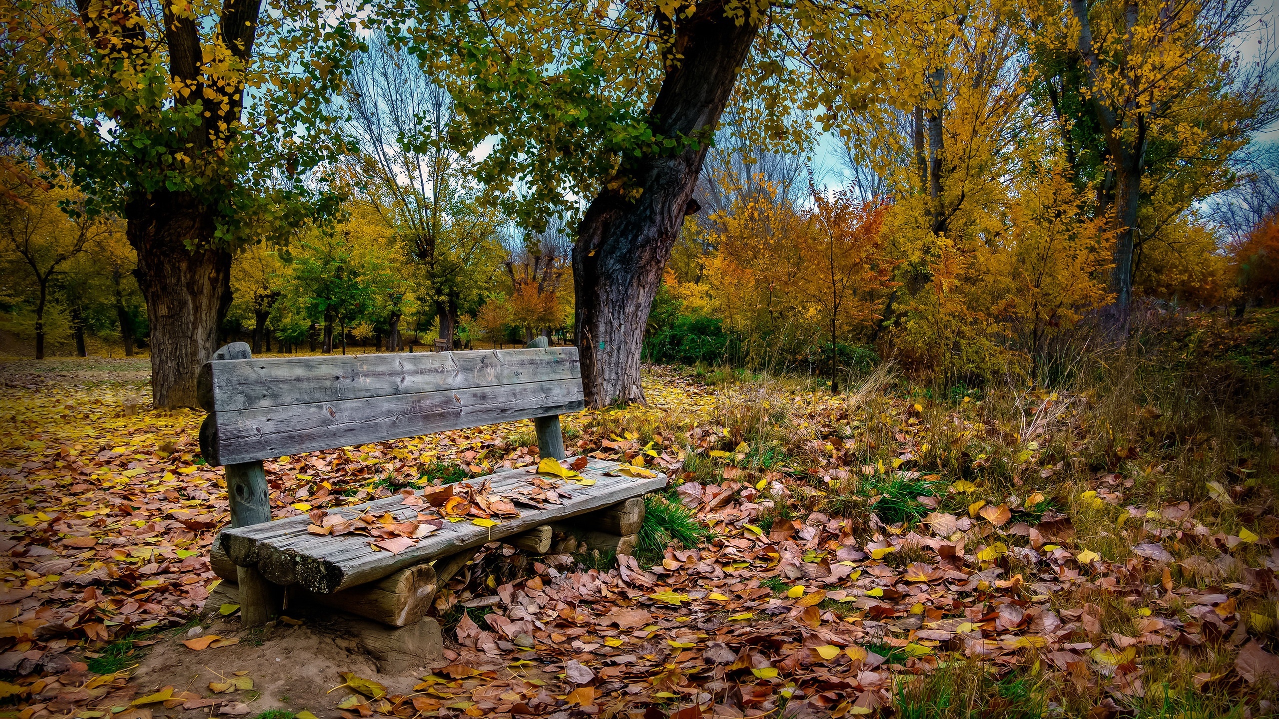 Wooden bench in a park covered with fallen leaves HD Wallpaper
