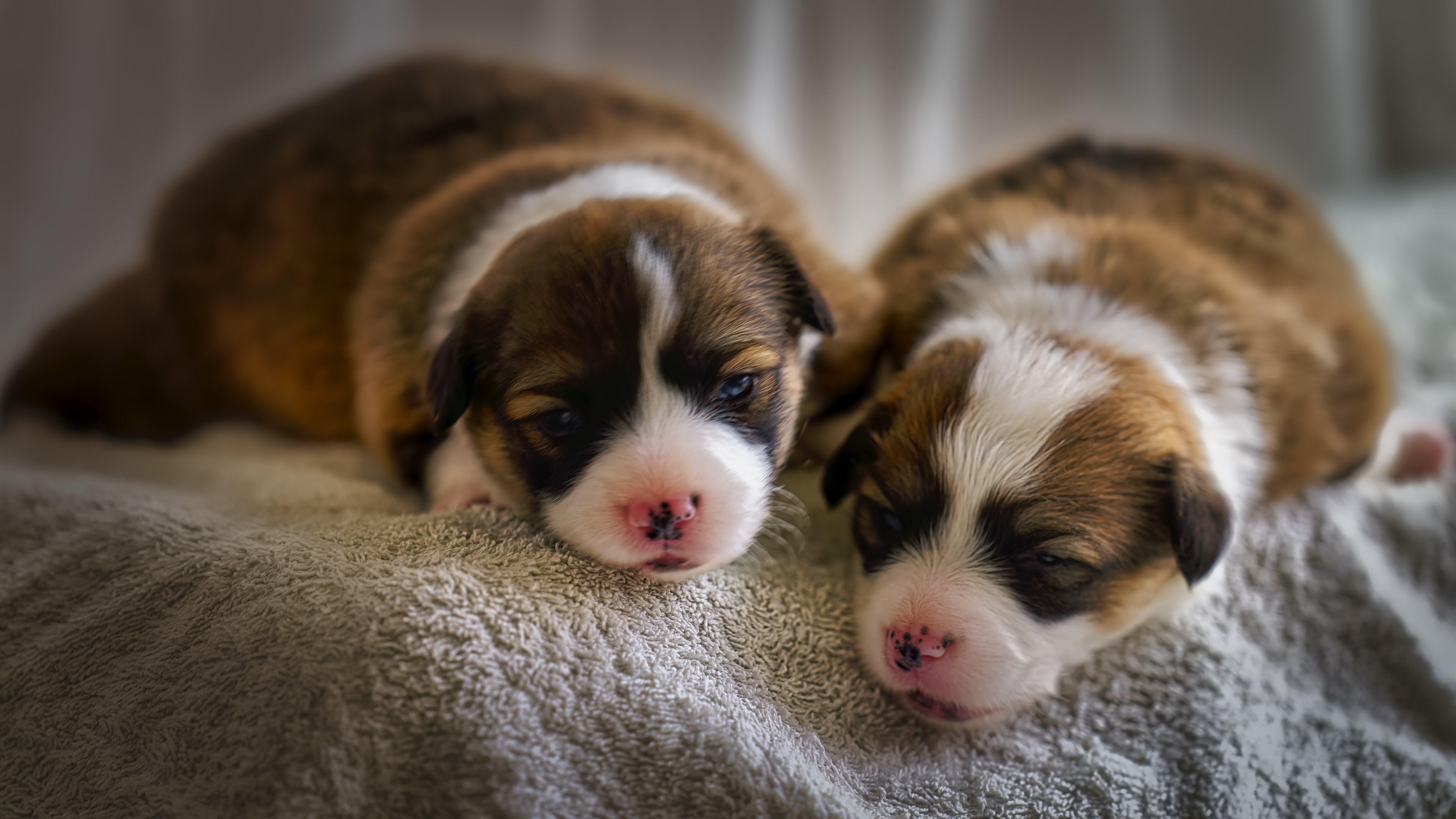 Two newborn puppies sleeping on a blanket HD Wallpaper